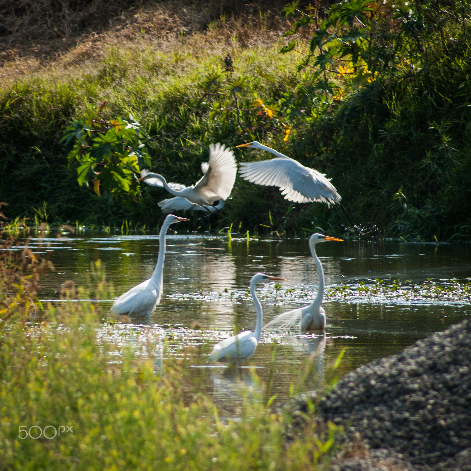 Sony Alpha DSLR-A380 sample photo. Herons on the river photography