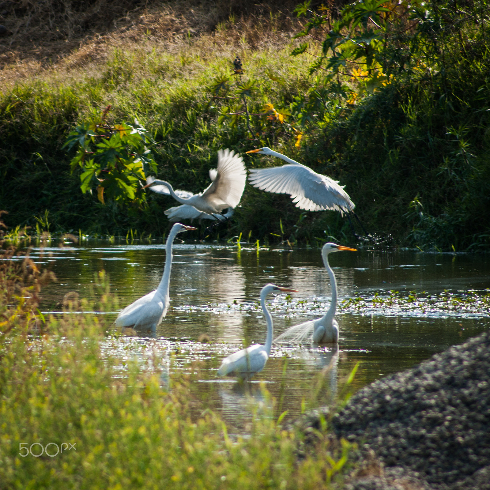 Sony 75-300mm F4.5-5.6 sample photo. Herons on the river photography