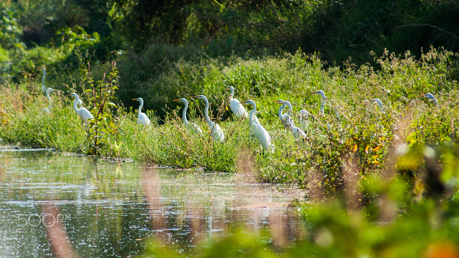 Sony Alpha DSLR-A380 sample photo. Flock of herons on the watch photography
