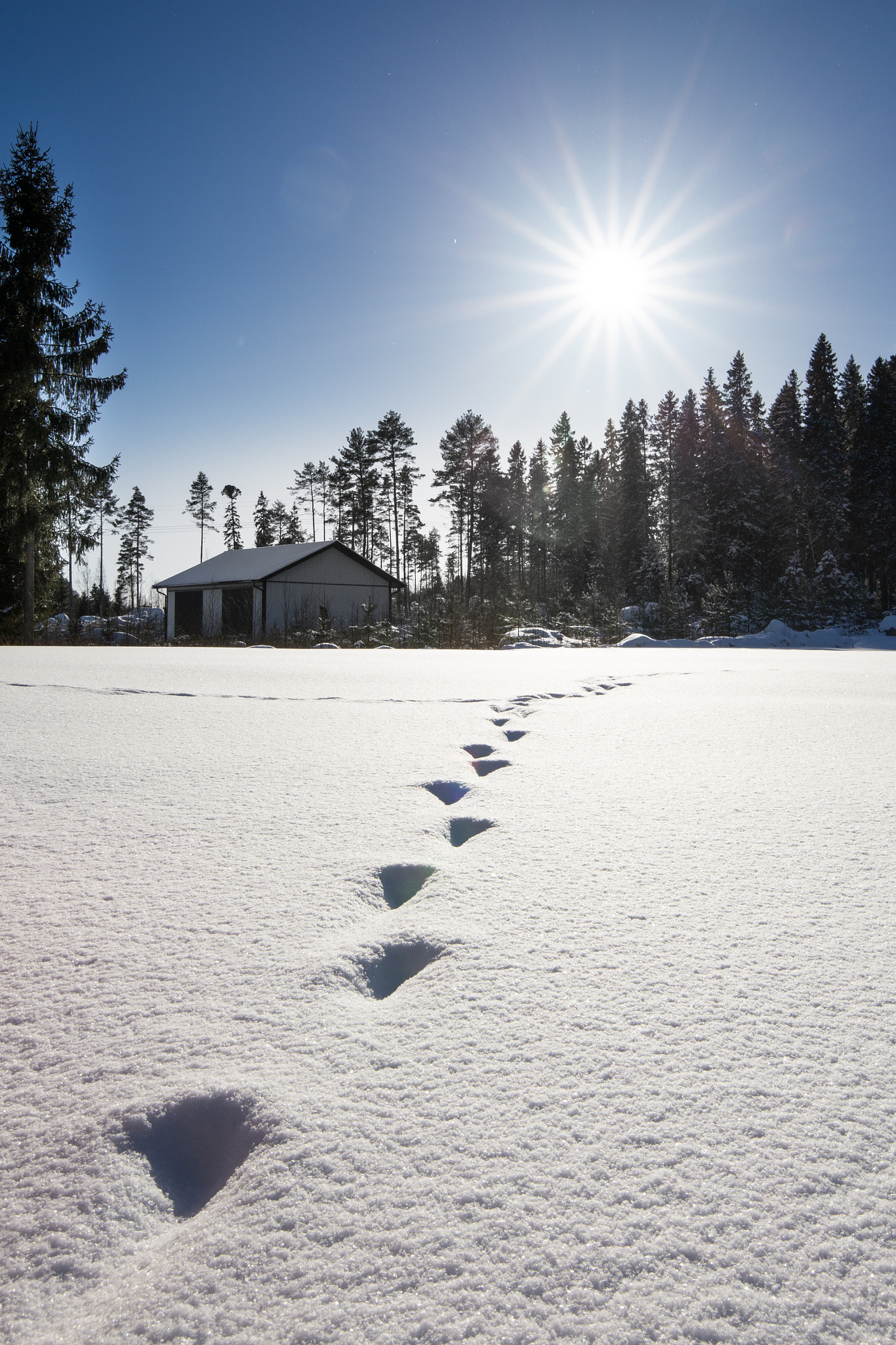 Canon EOS 6D + Canon EF 300mm f/2.8L sample photo. Footprints in the snow photography