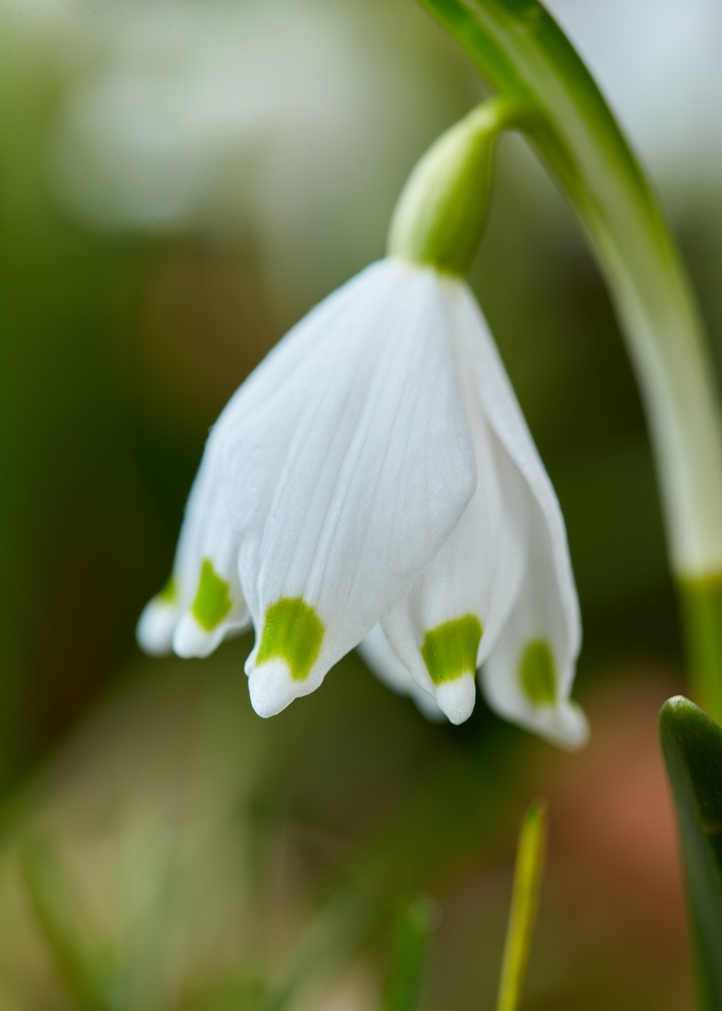 Canon EOS-1D X sample photo. The messenger of spring photography