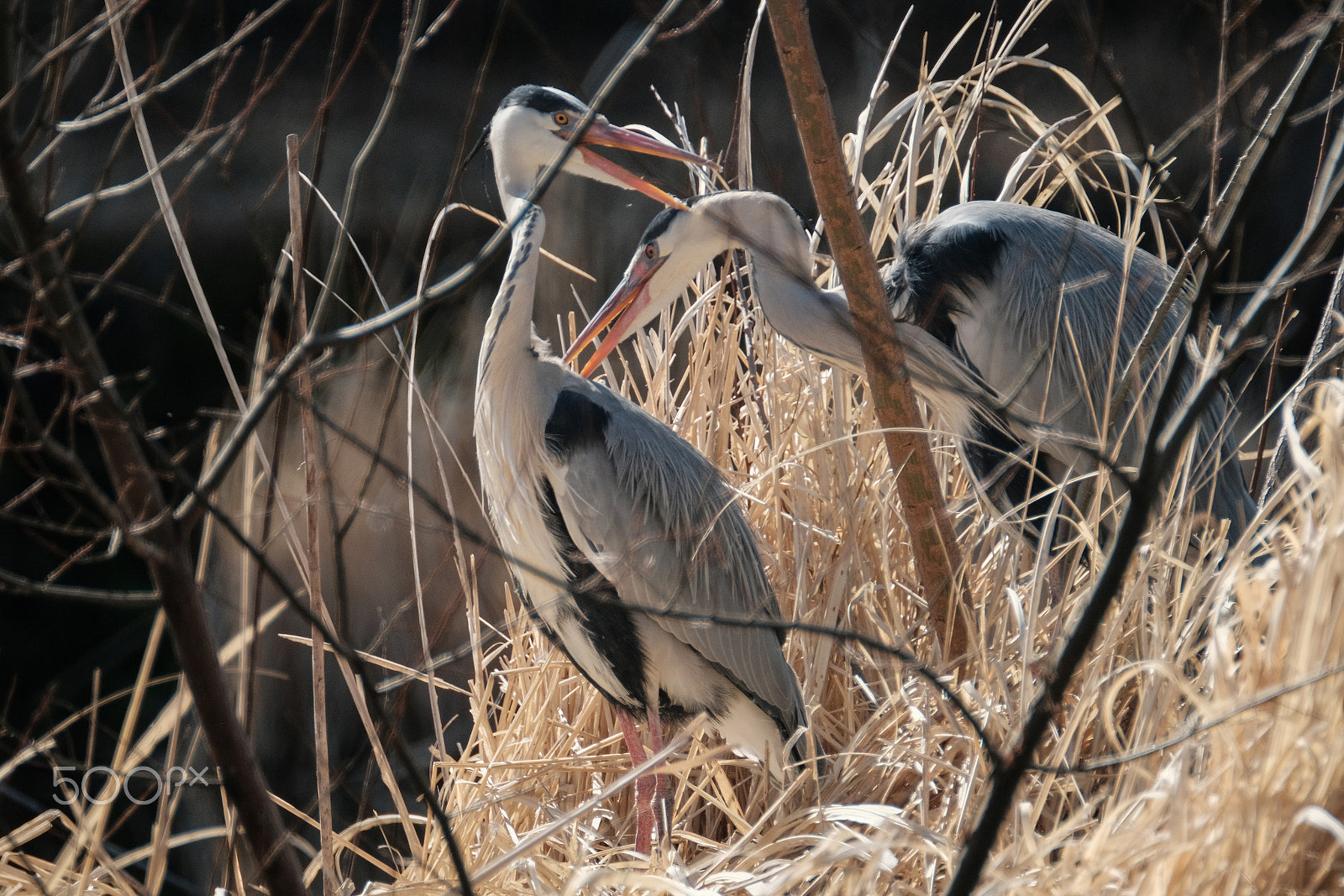 XF100-400mmF4.5-5.6 R LM OIS WR + 1.4x sample photo. Season of the marriage photography