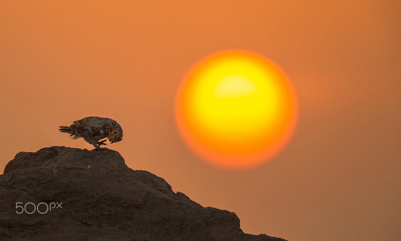 Canon EF 500mm F4L IS II USM sample photo. Sun salutation photography