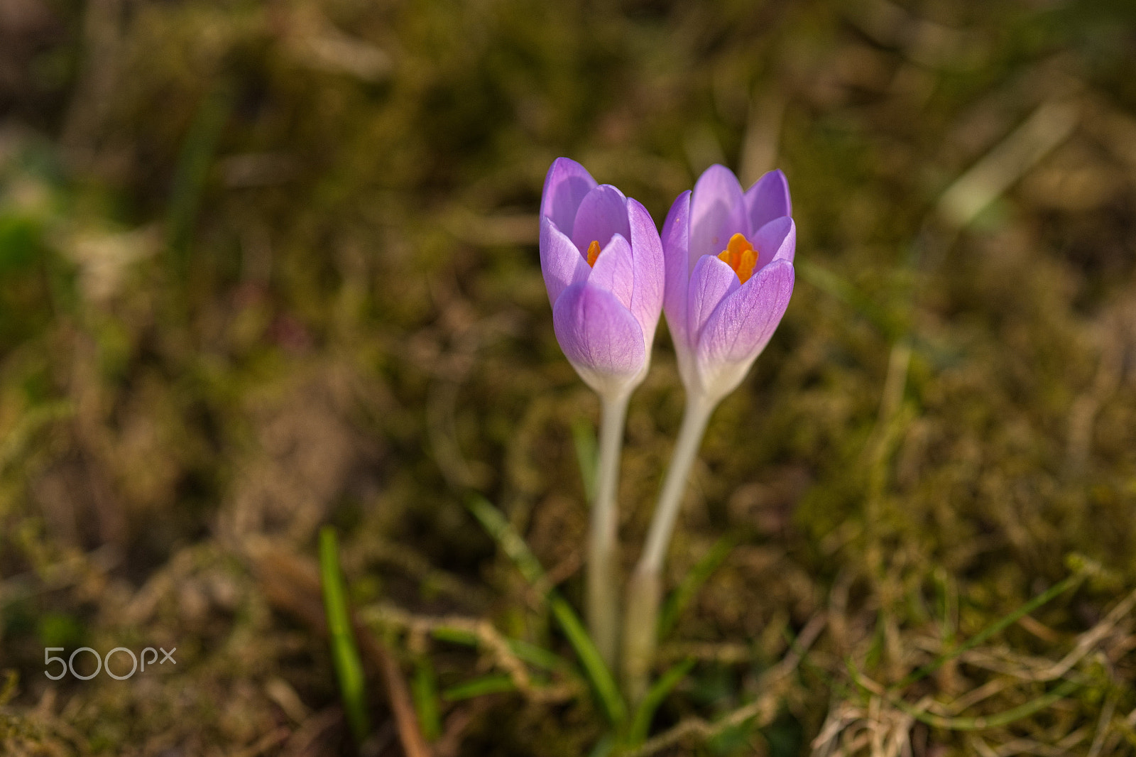 Fujifilm X-T1 sample photo. Springtime photography