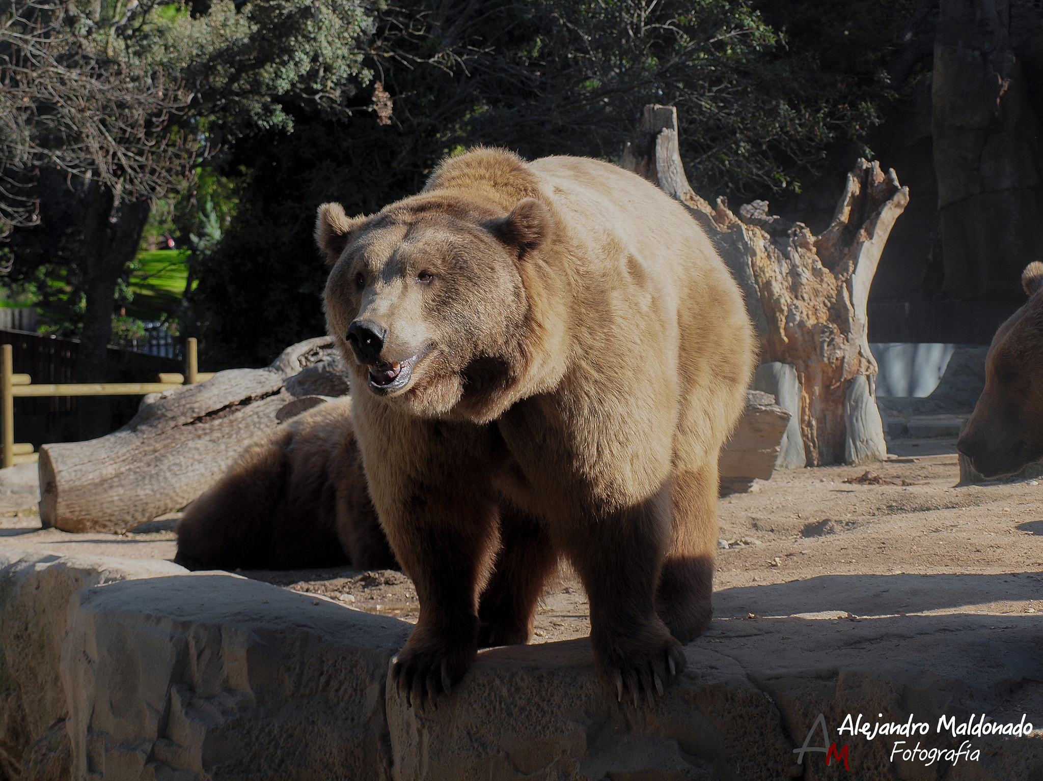 Olympus E-30 + OLYMPUS 14-42mm Lens sample photo. Brown bear photography