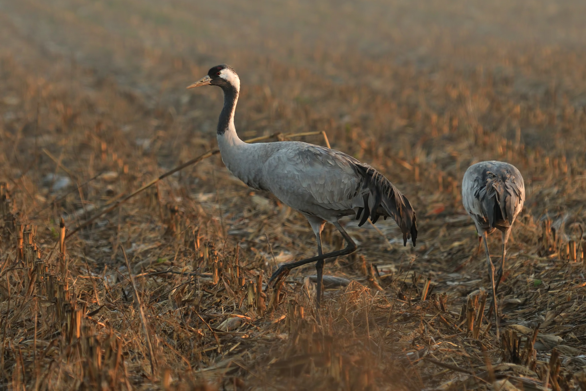 Nikon D500 sample photo. Grullas al amanecer. photography