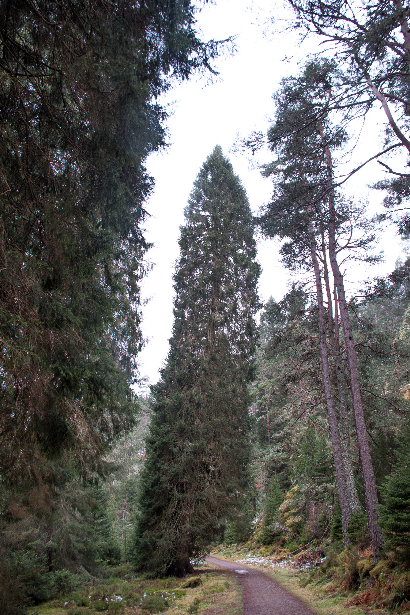Pentax K-1 sample photo. Scots pine, glen feshie photography