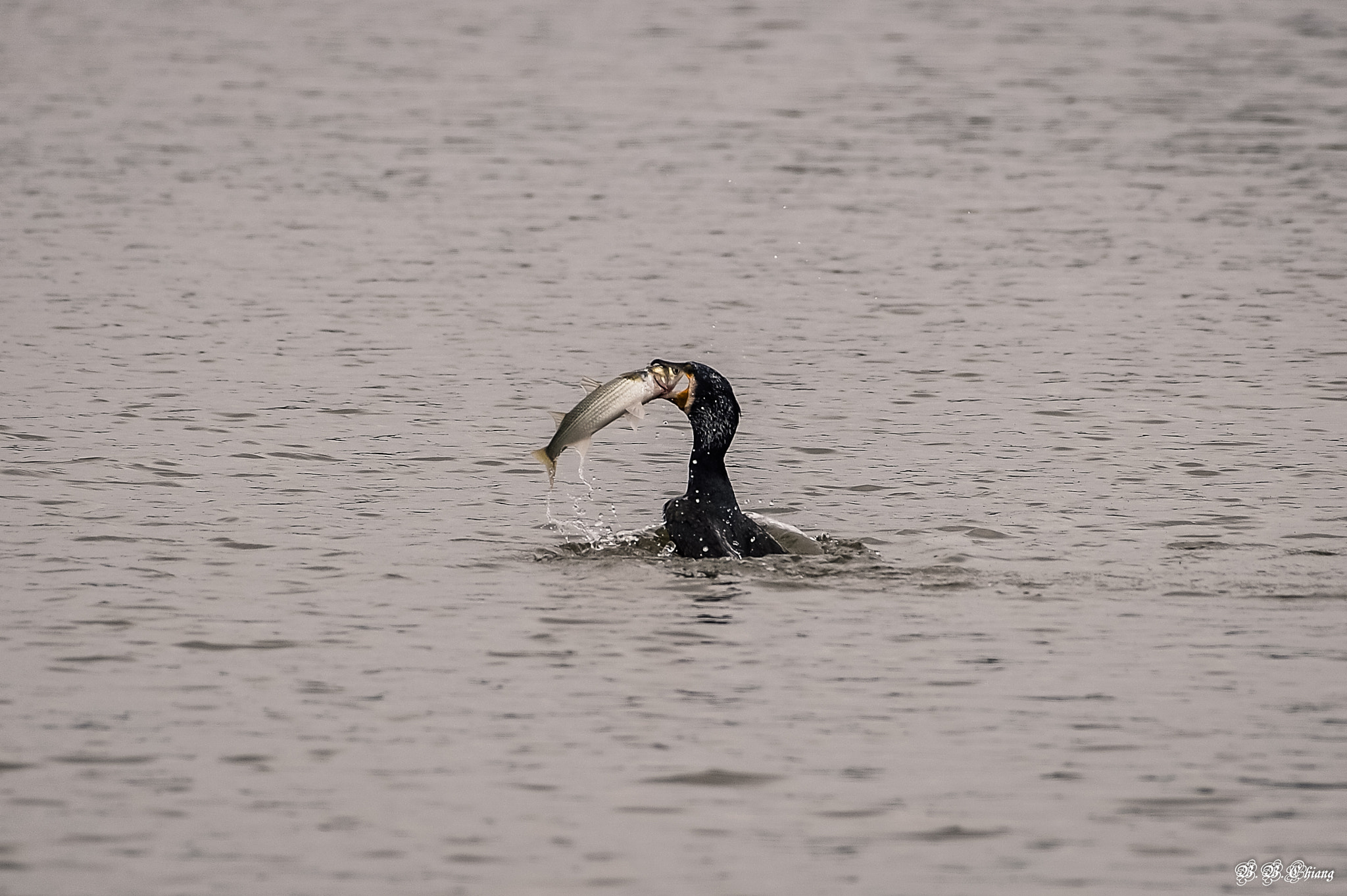 Nikon AF-S Nikkor 200-500mm F5.6E ED VR sample photo
