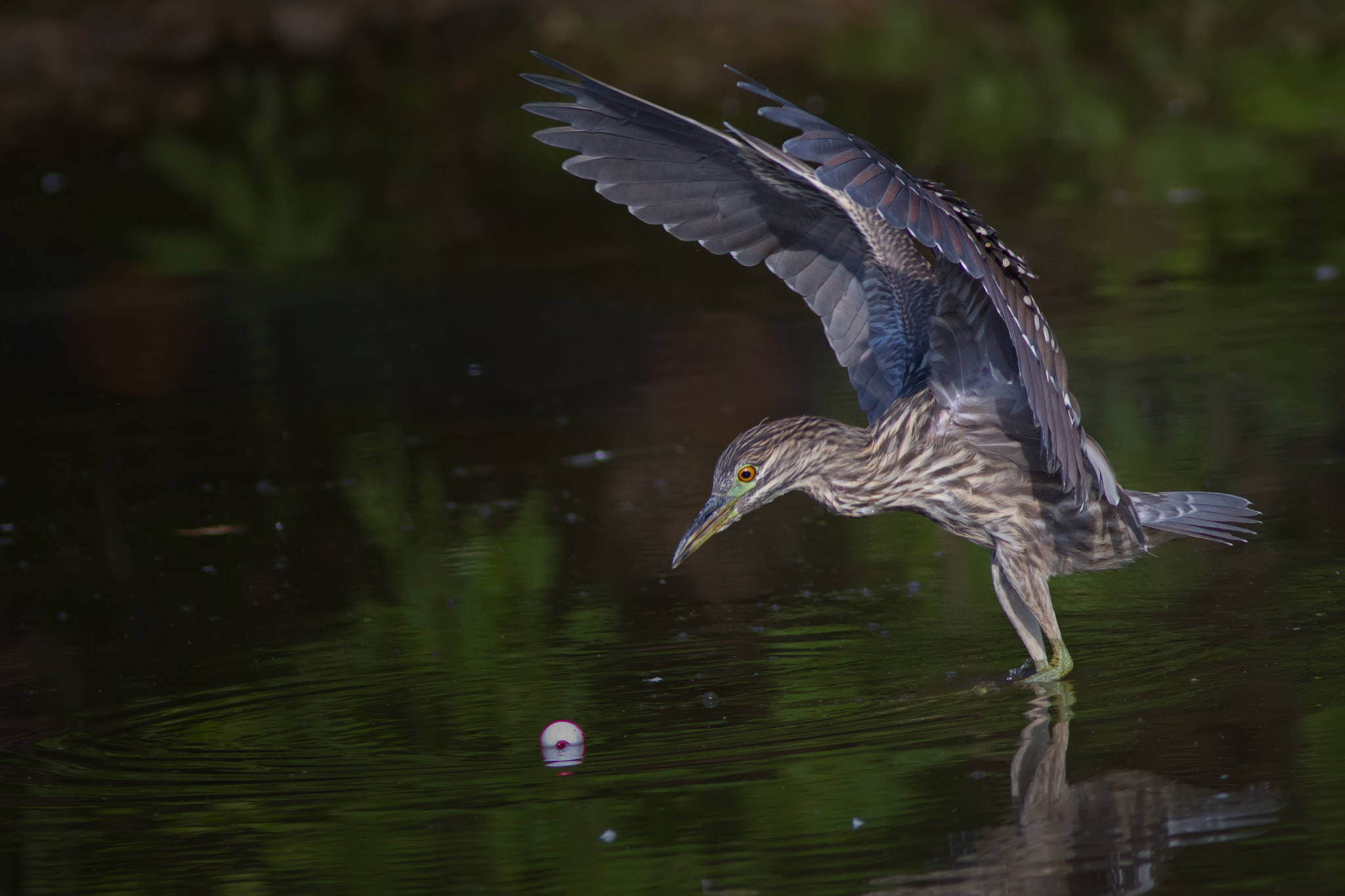 Canon EF 300mm F4L IS USM sample photo. Black-crowned night heron 7915 photography