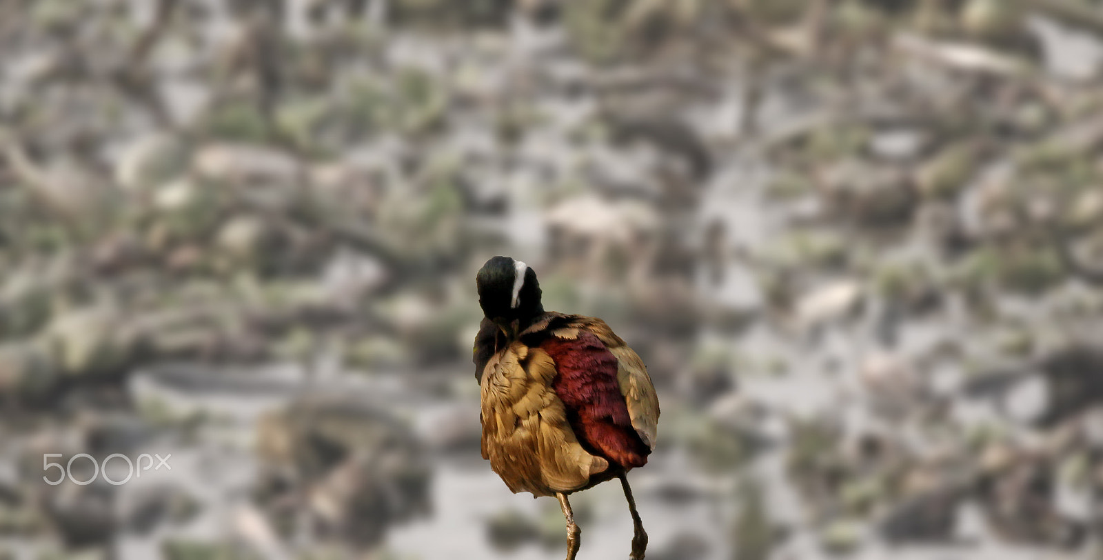 Sigma 150-600mm F5-6.3 DG OS HSM | C sample photo. Bronze- winged jacana photography