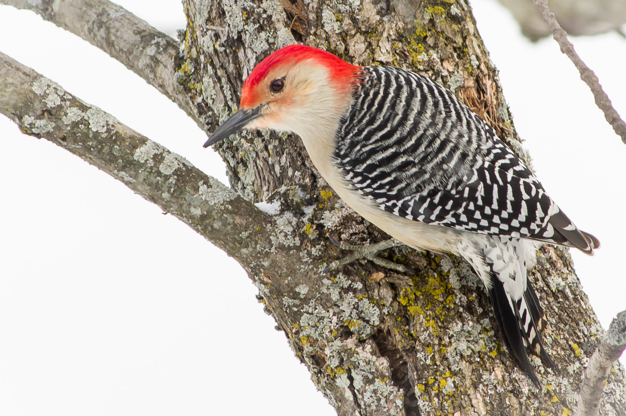 HD Pentax DA 55-300mm F4.0-5.8 ED WR sample photo. Red-bellied woodpecker photography
