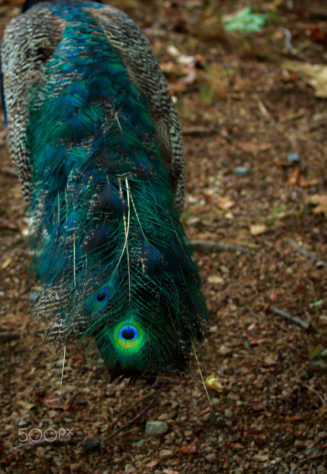 Canon EOS 70D + Canon EF 70-200mm F4L IS USM sample photo. Peacock tail photography