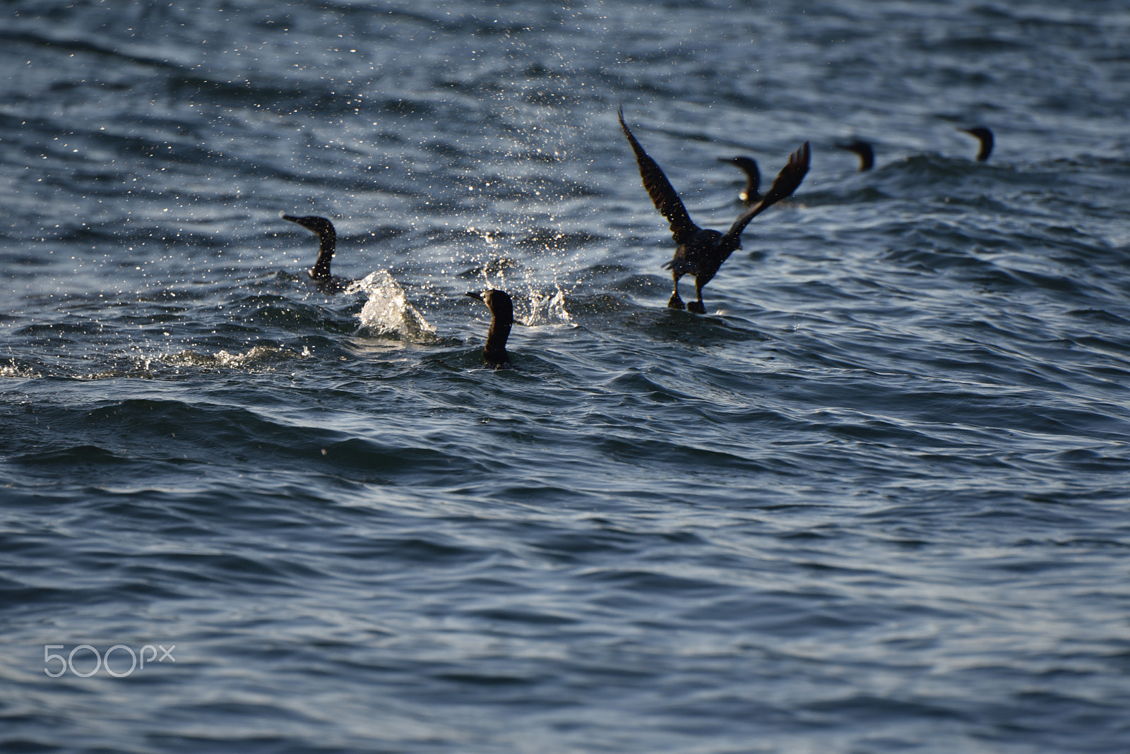 Nikon D750 + Nikon AF-S Nikkor 80-400mm F4.5-5.6G ED VR sample photo. Comorants in flight photography