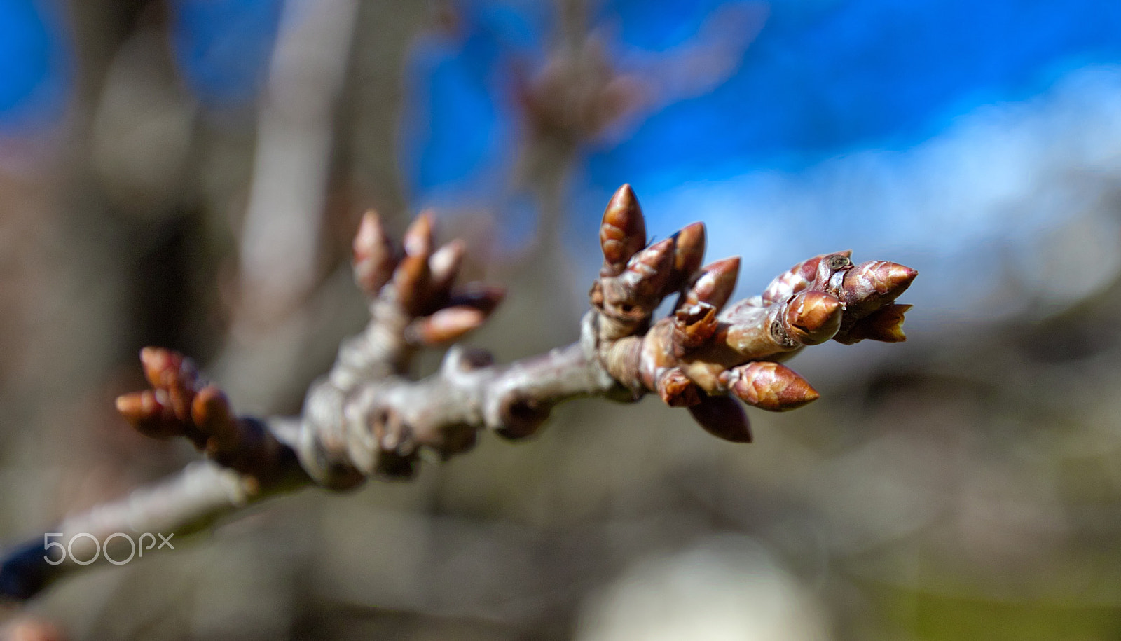 Canon EOS 7D Mark II + Tamron 16-300mm F3.5-6.3 Di II VC PZD Macro sample photo. Spring is coming photography