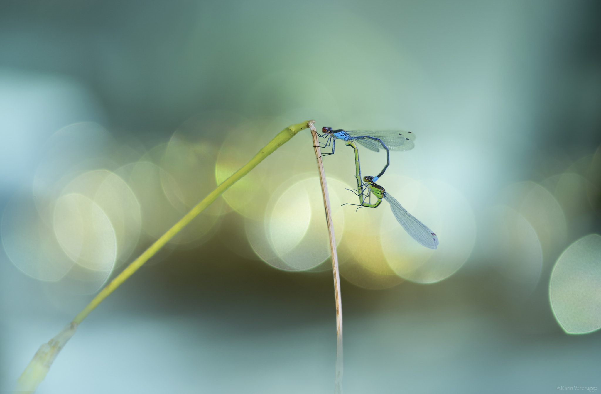 Sigma 120-400mm F4.5-5.6 DG OS HSM sample photo. Summerlove photography