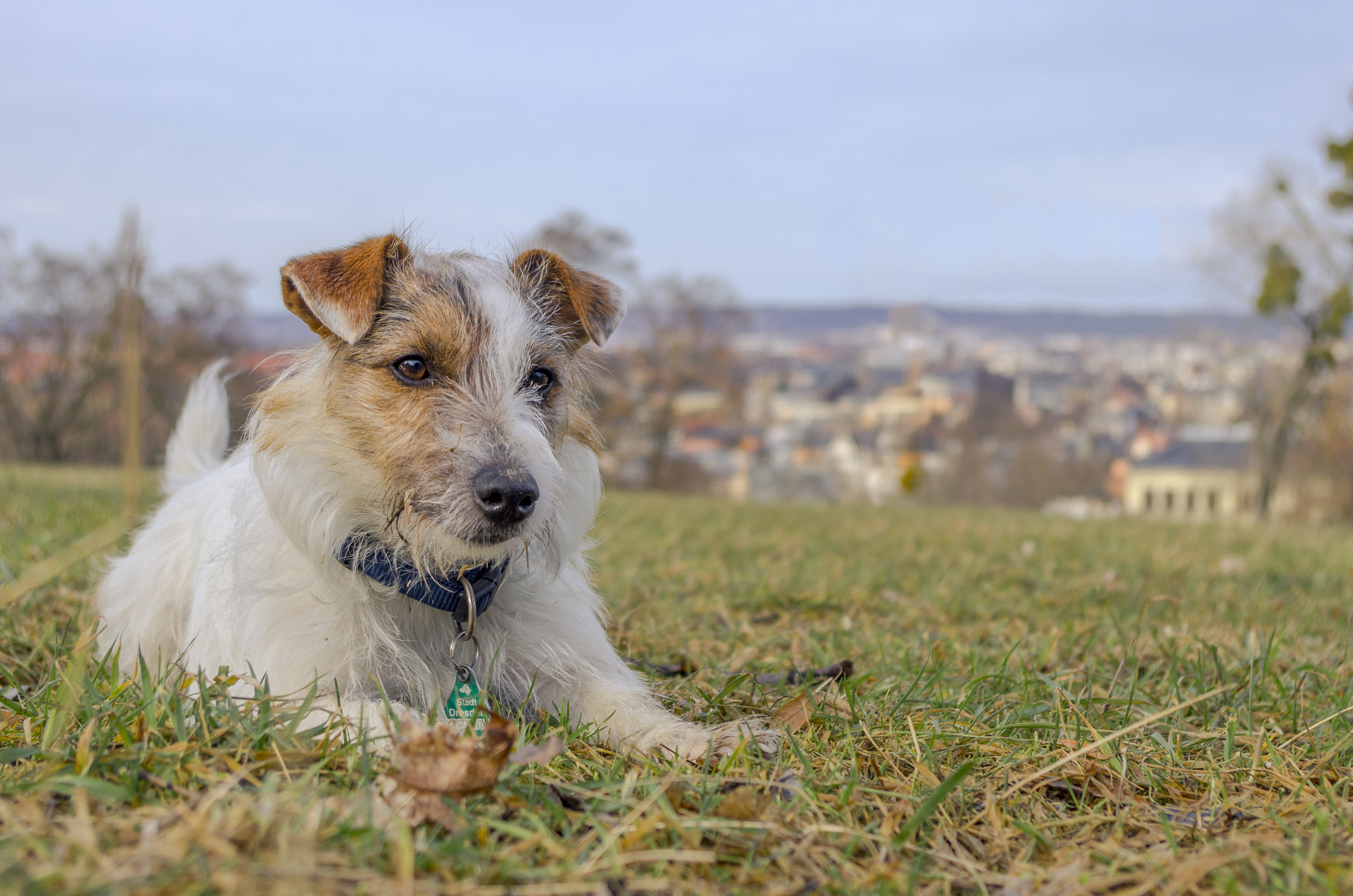 Pentax K-5 sample photo. Dog with a cityview photography