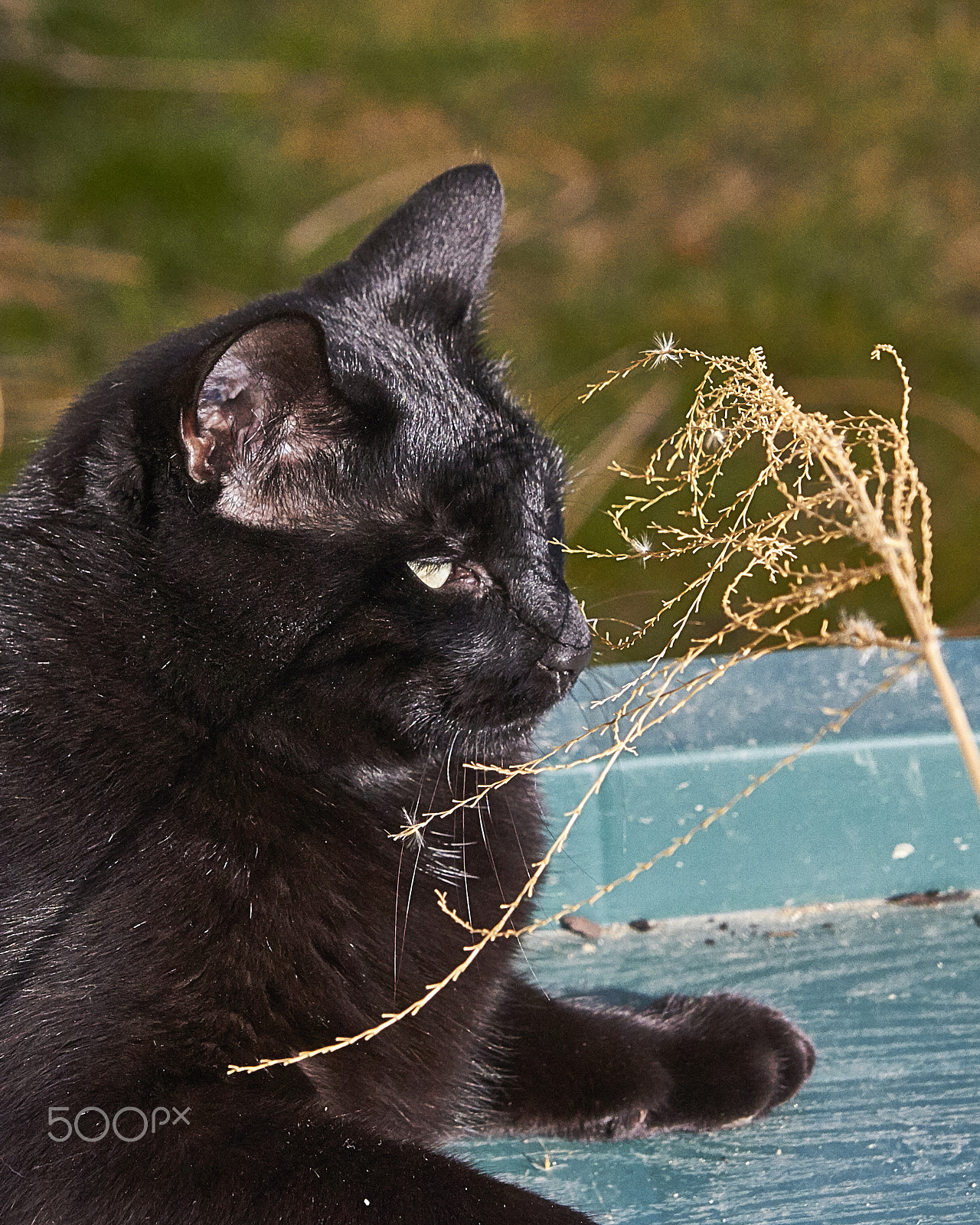Sigma 24-70mm F2.8 EX DG HSM sample photo. Dangerous panther photography