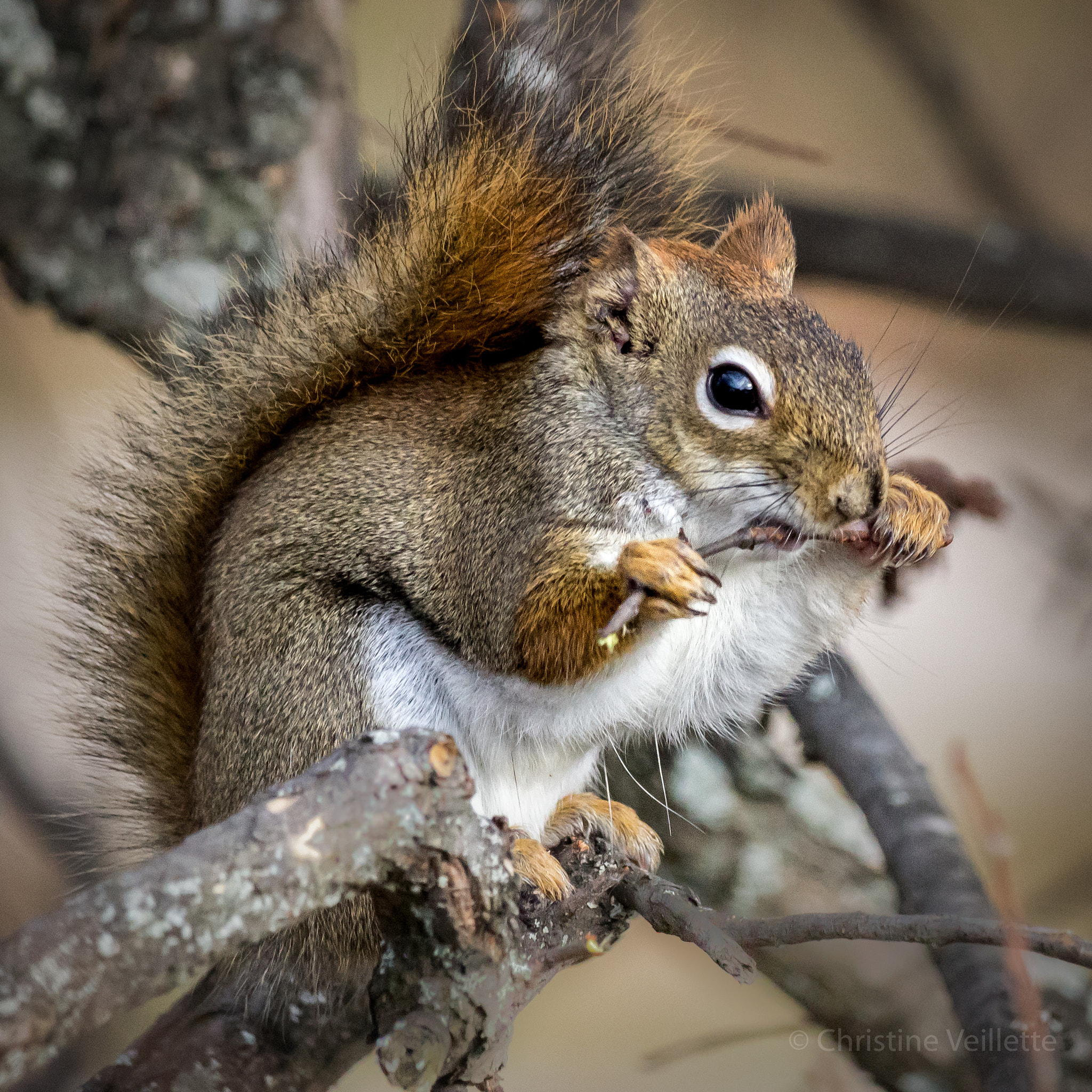 Canon EF-S 55-250mm F4-5.6 IS STM sample photo. Tough nuts to crack photography