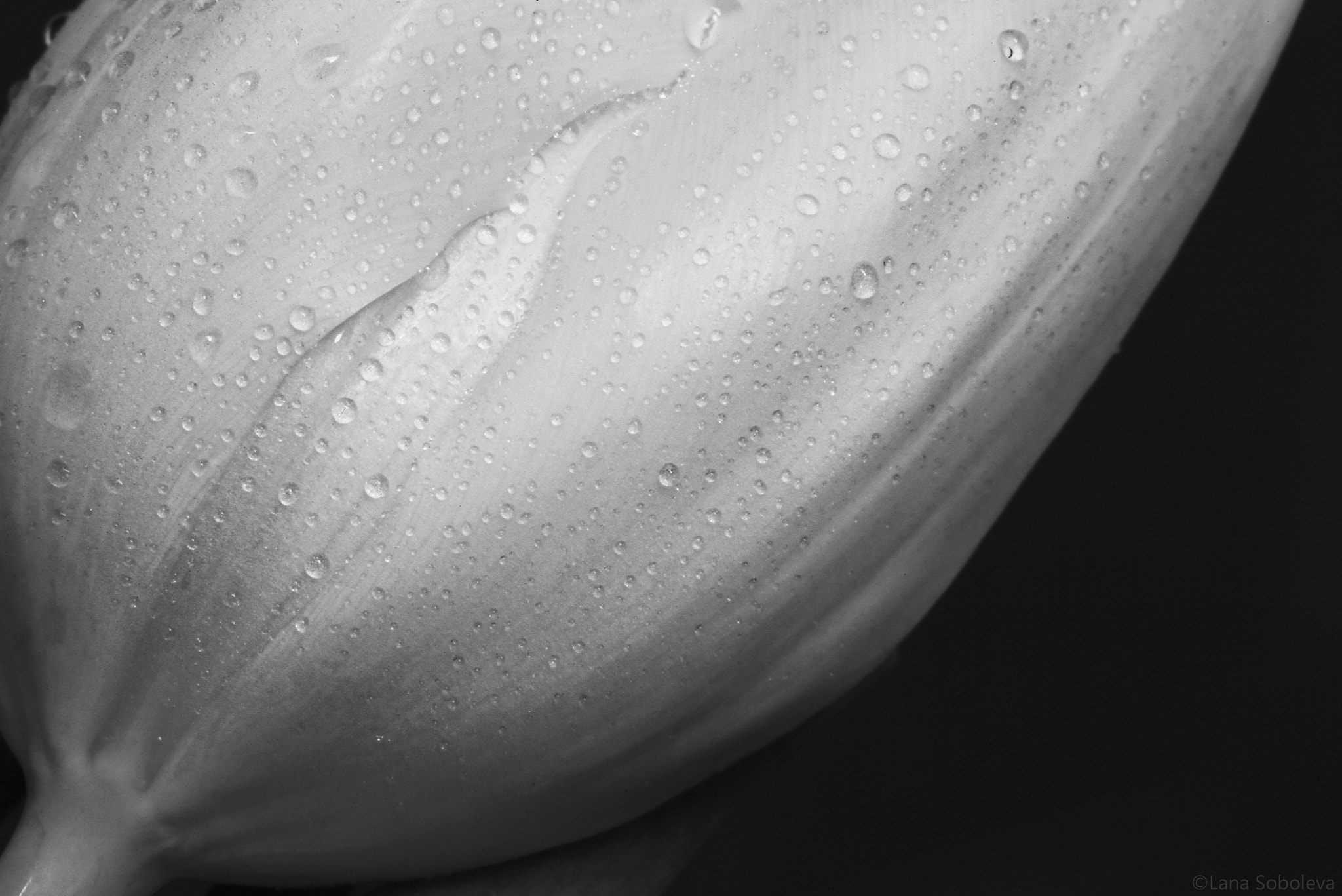 Canon EF 100mm F2.8L Macro IS USM sample photo. Tulip, fragment photography