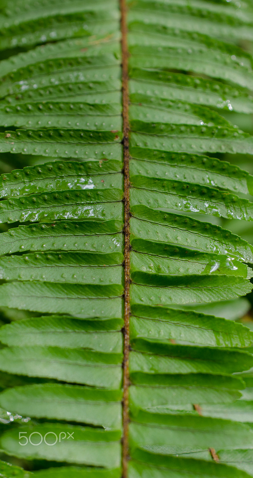 Nikon AF-S DX Micro Nikkor 40mm F2.8 sample photo. Fern photography