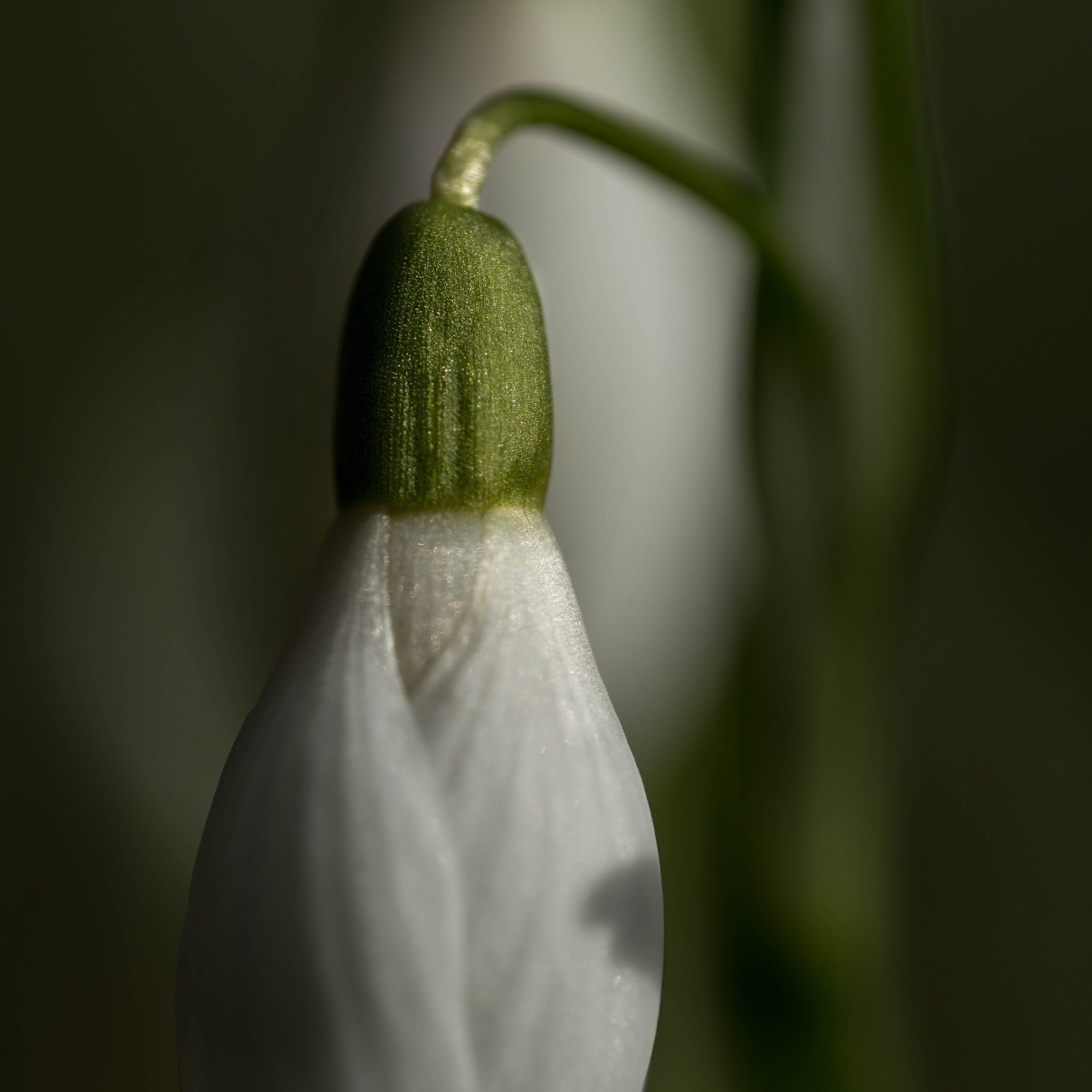 90mm F2.8 Macro SSM sample photo. Der frühling naht photography