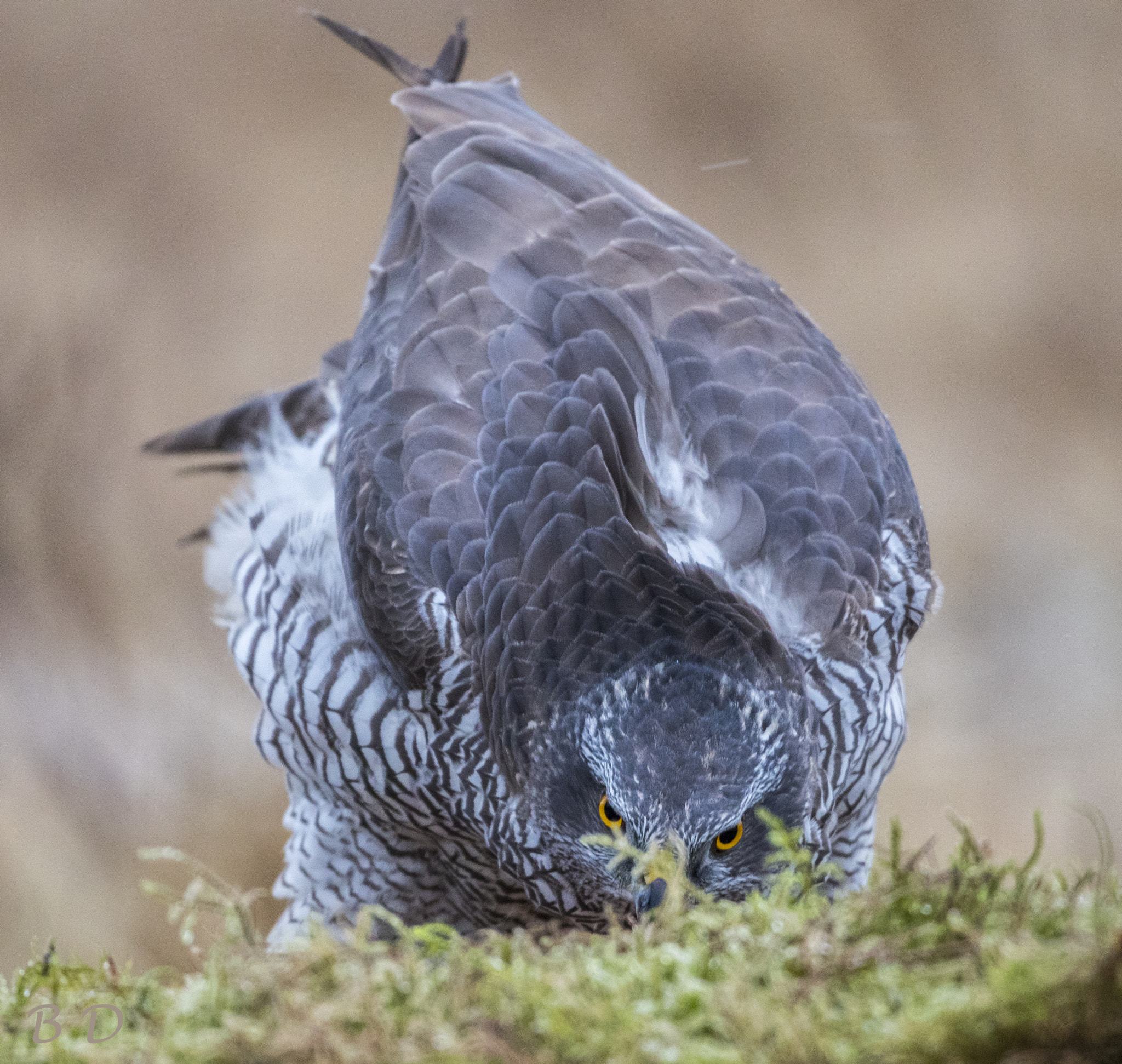 Canon EF 500mm F4L IS USM sample photo. Are you looking for trouble photography