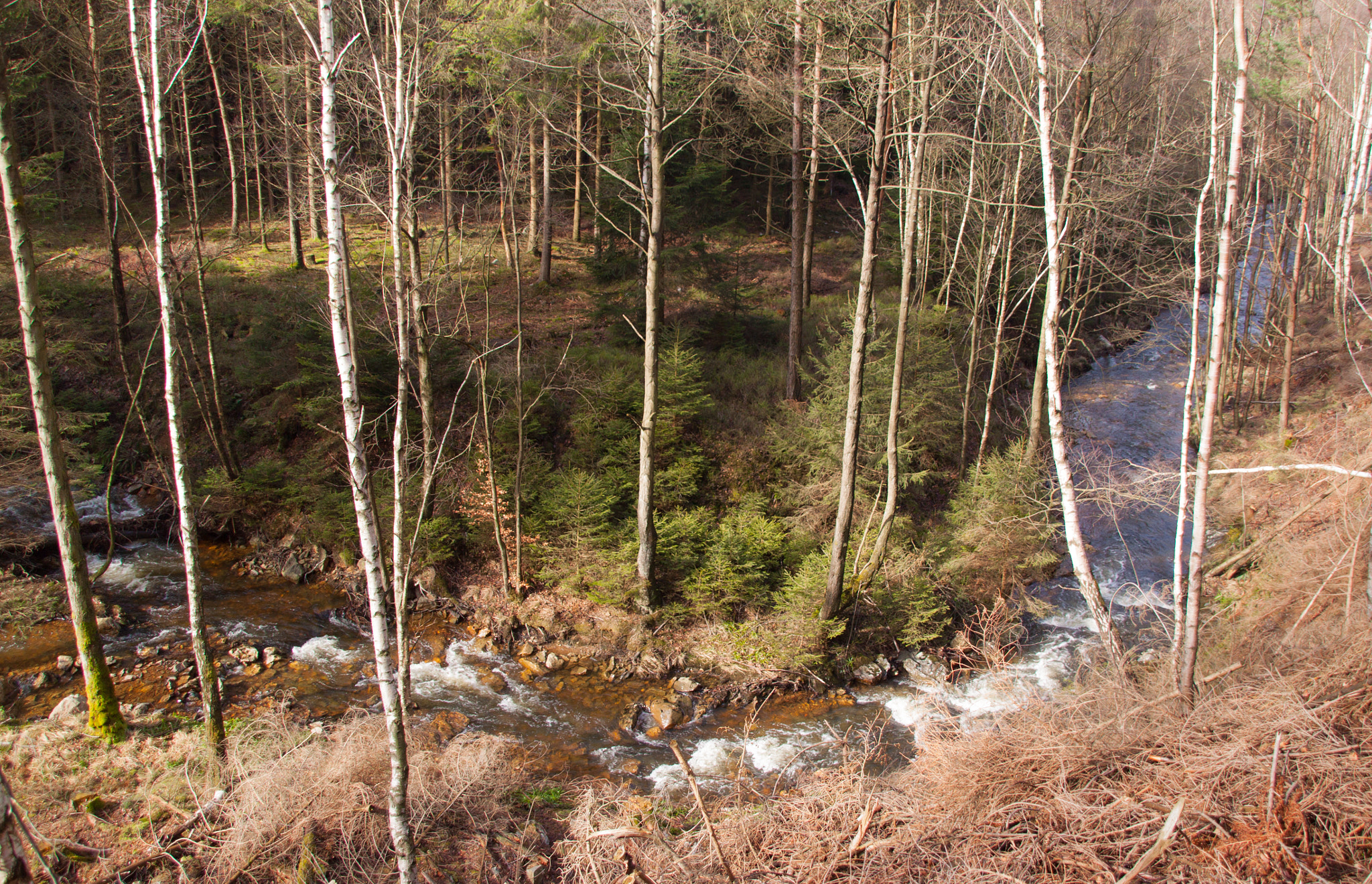 Canon EOS 500D (EOS Rebel T1i / EOS Kiss X3) sample photo. River in roetgen forest, germany photography