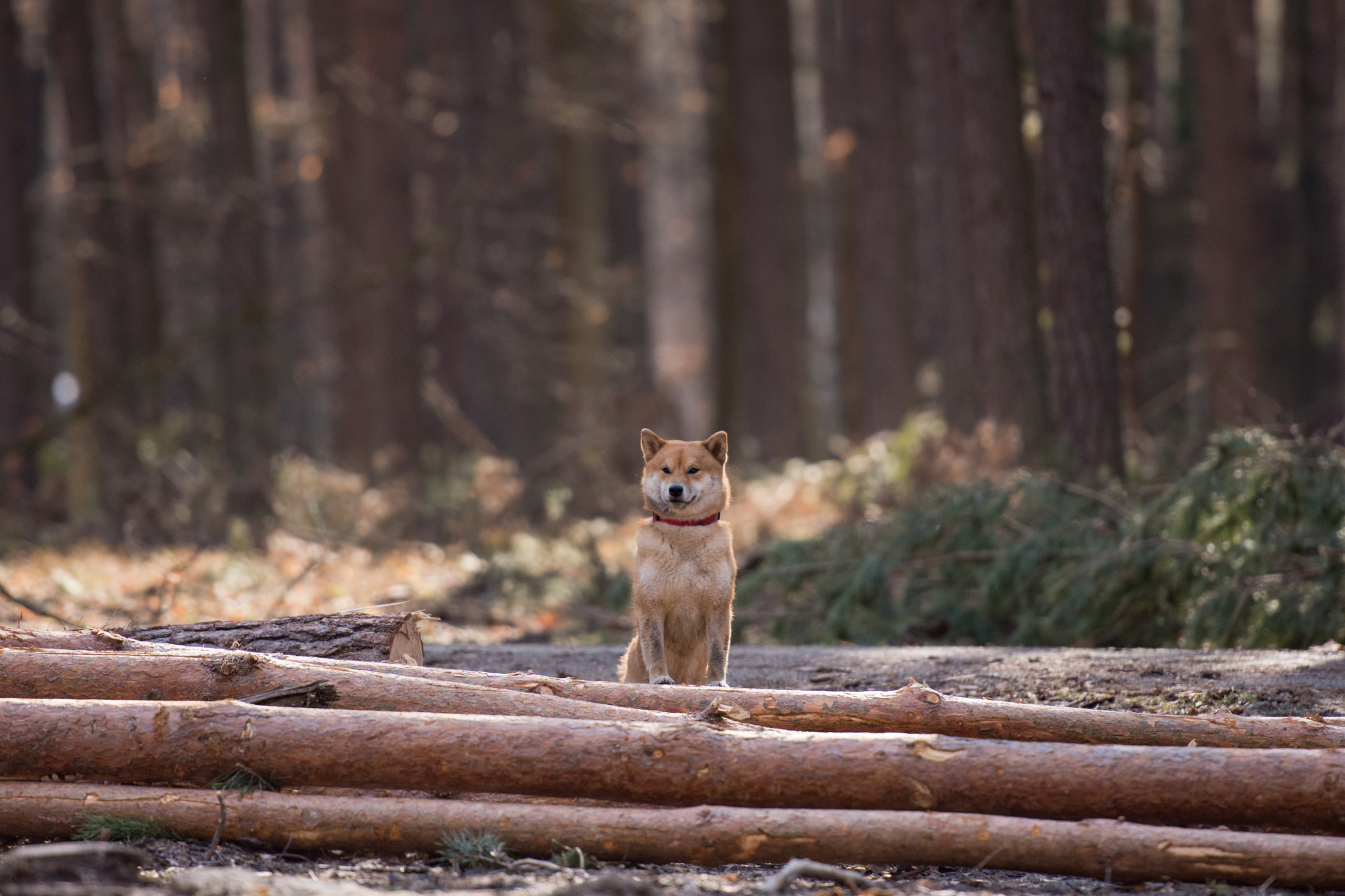 Nikon AF-S Nikkor 70-200mm F2.8G ED VR II sample photo. Dirty harry photography