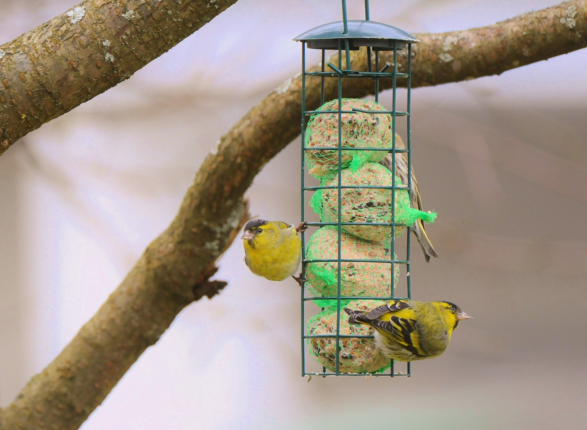 Nikon D300 sample photo. Alksninukas (carduelis spinus) siskin photography