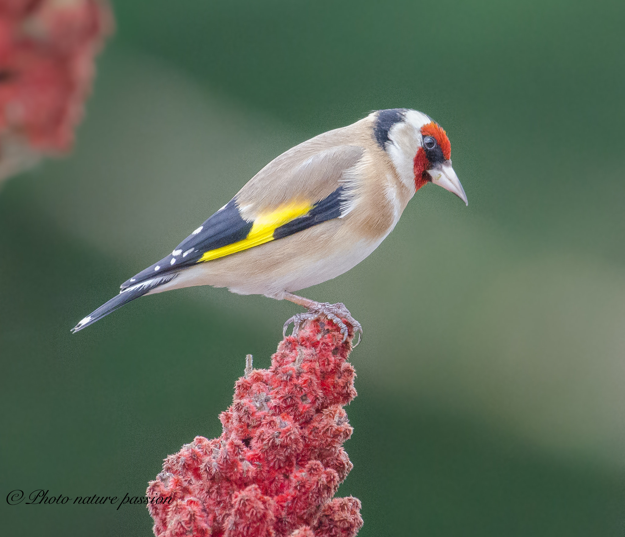 Nikon AF-S Nikkor 200-500mm F5.6E ED VR sample photo. Goldfinch on sumac photography