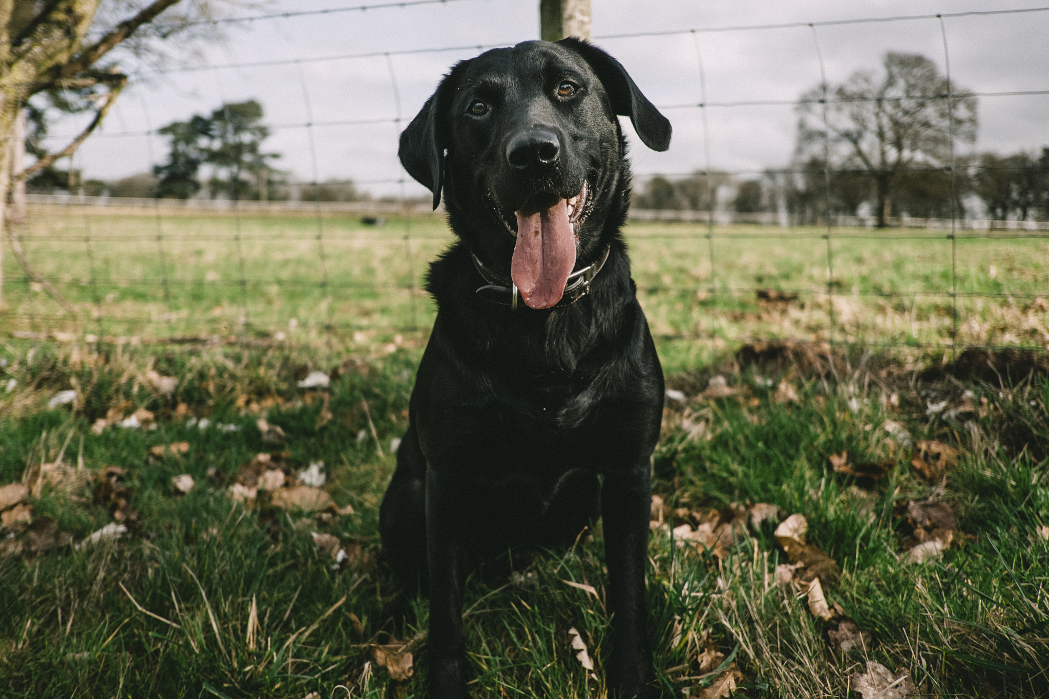 Fujifilm X-E2 sample photo. Labrador photography