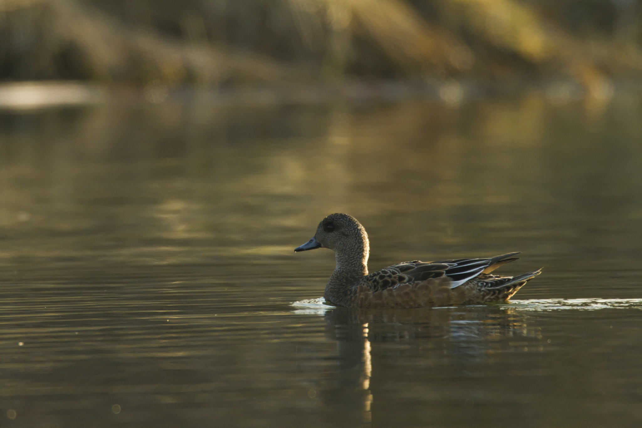 Canon EF 600mm f/4L IS + 2x sample photo. Green-winged teal female photography