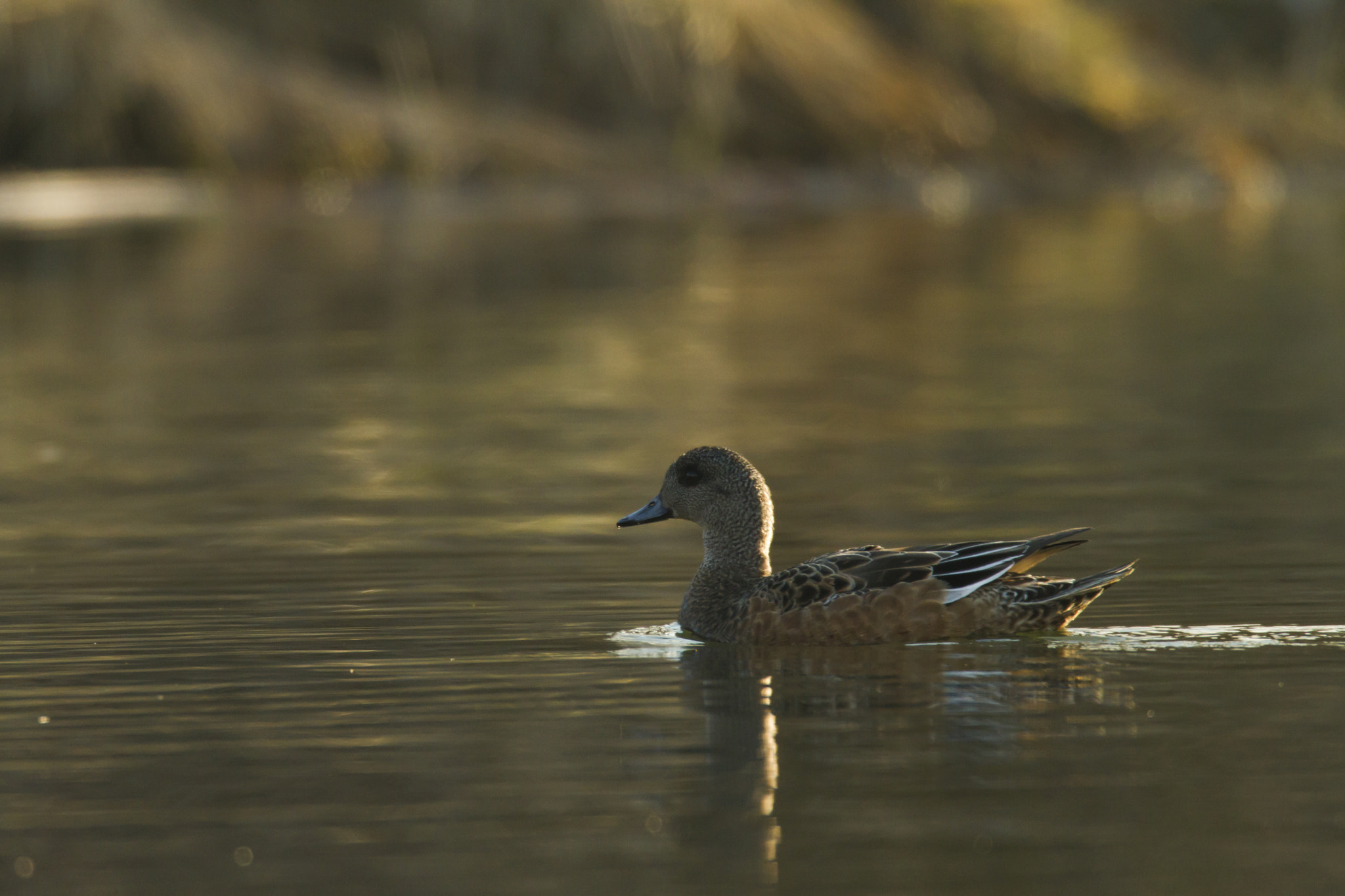 Canon EF 600mm f/4L IS + 2x sample photo. Green-winged teal female photography