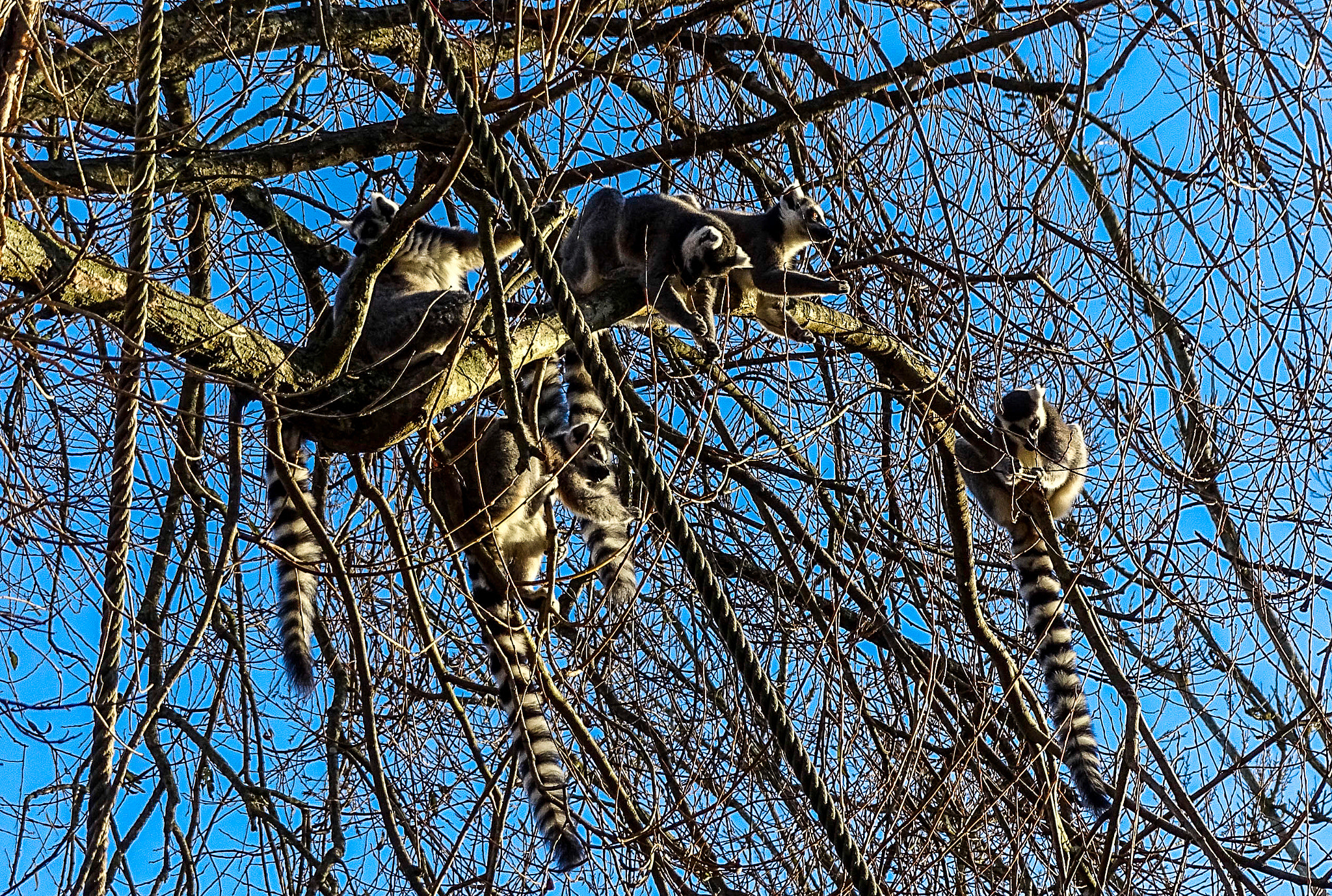 Sony 24-210mm F2.8-6.3 sample photo. Lemur photography