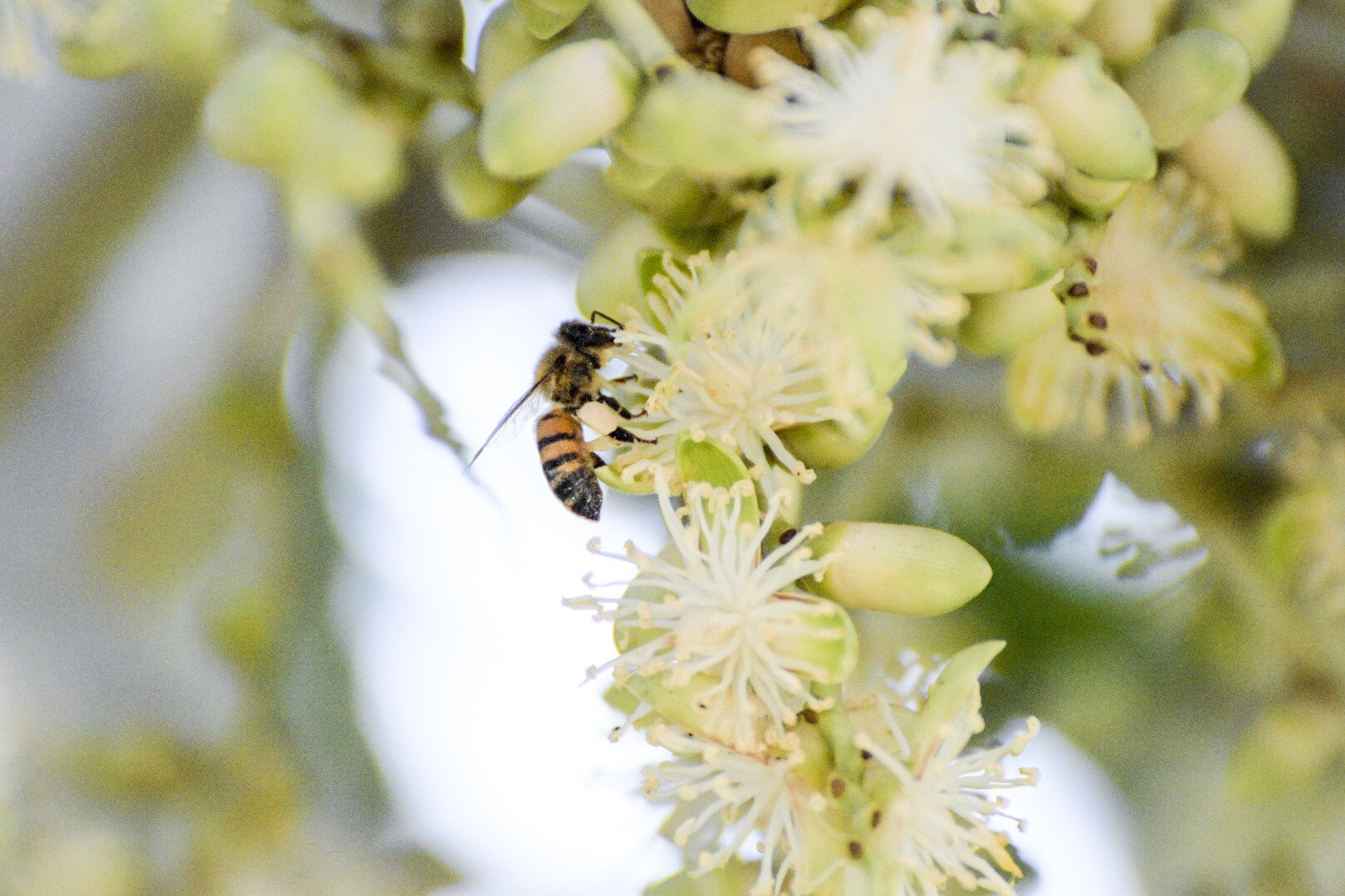 Nikon D5500 sample photo. Bee - coconut pollination photography