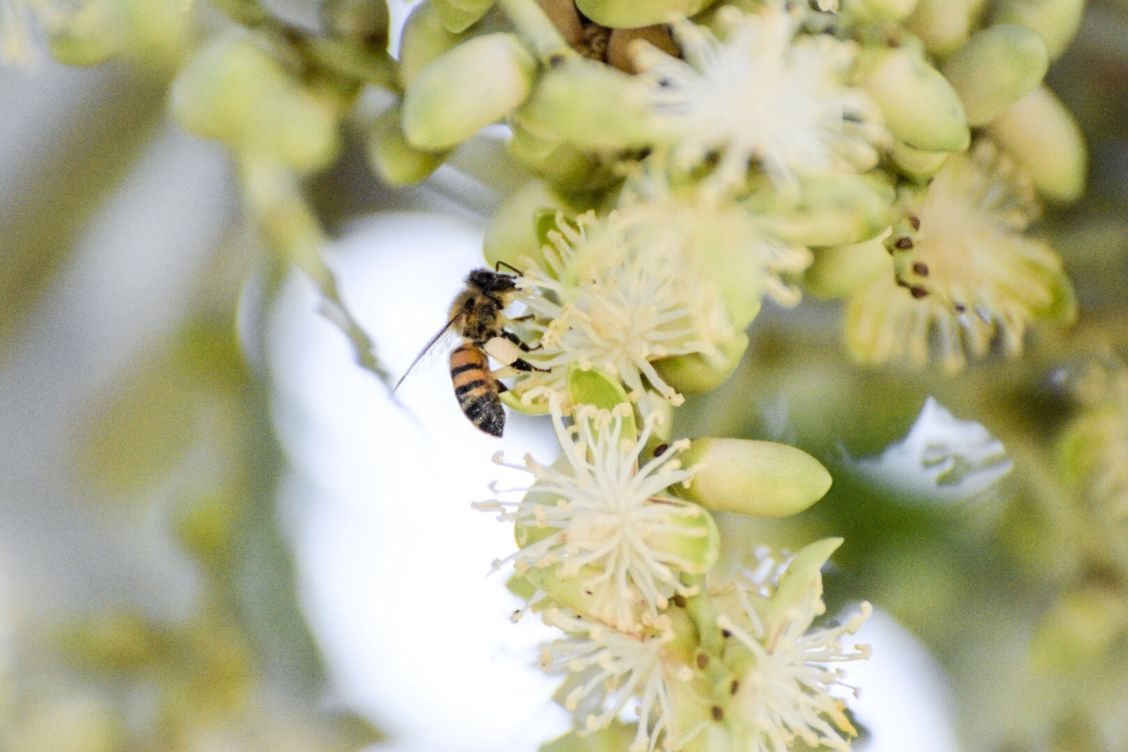 Nikon D5500 sample photo. Bee - coconut pollination photography