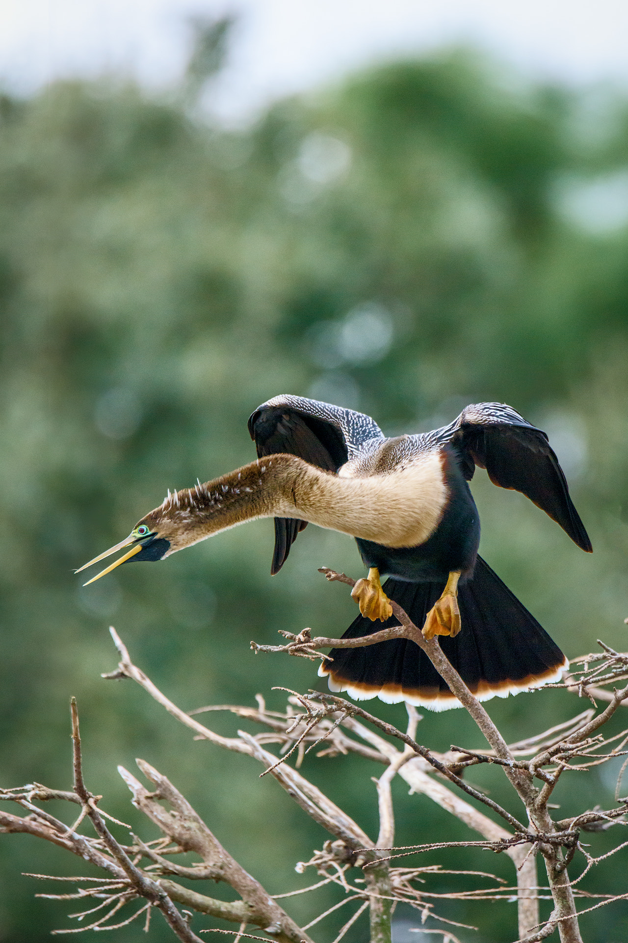 Nikon D810 + Sigma 50mm F2.8 EX DG Macro sample photo. Anhinga photography