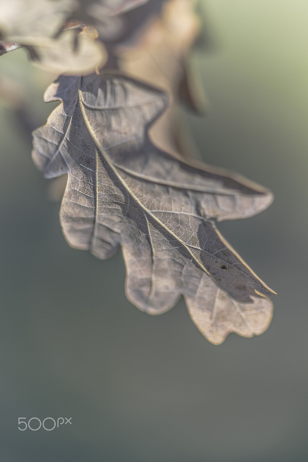 Nikon D3300 + Sigma 150mm F2.8 EX DG Macro HSM sample photo. Oak leaf photography