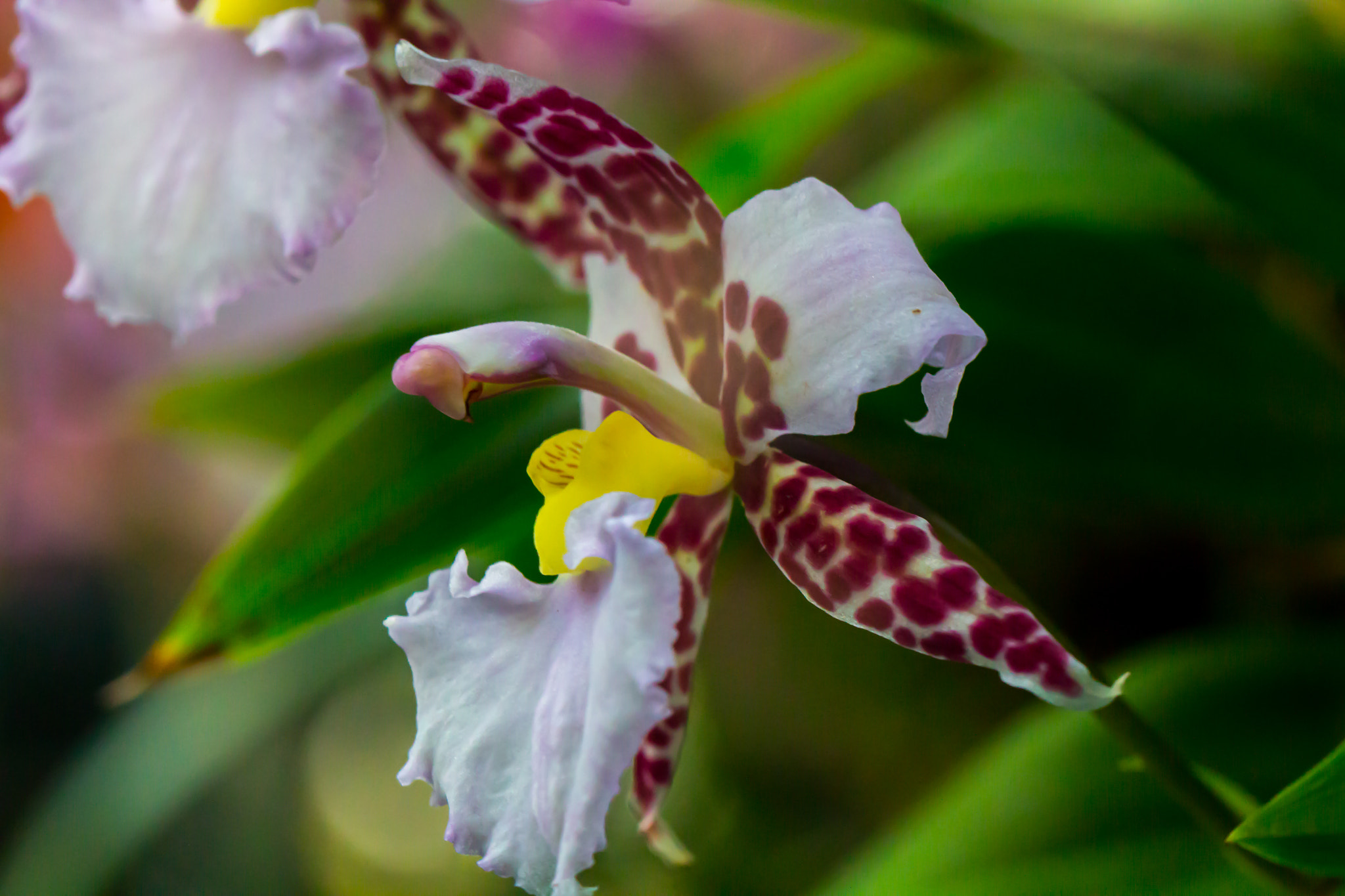 Canon EF 100mm F2.8L Macro IS USM sample photo. Orchidee photography