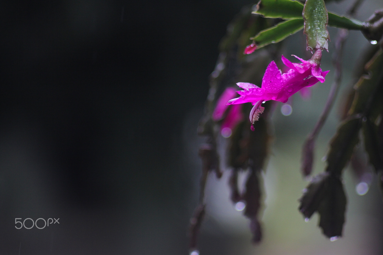 Canon EF 35-80mm f/4-5.6 sample photo. Img photography