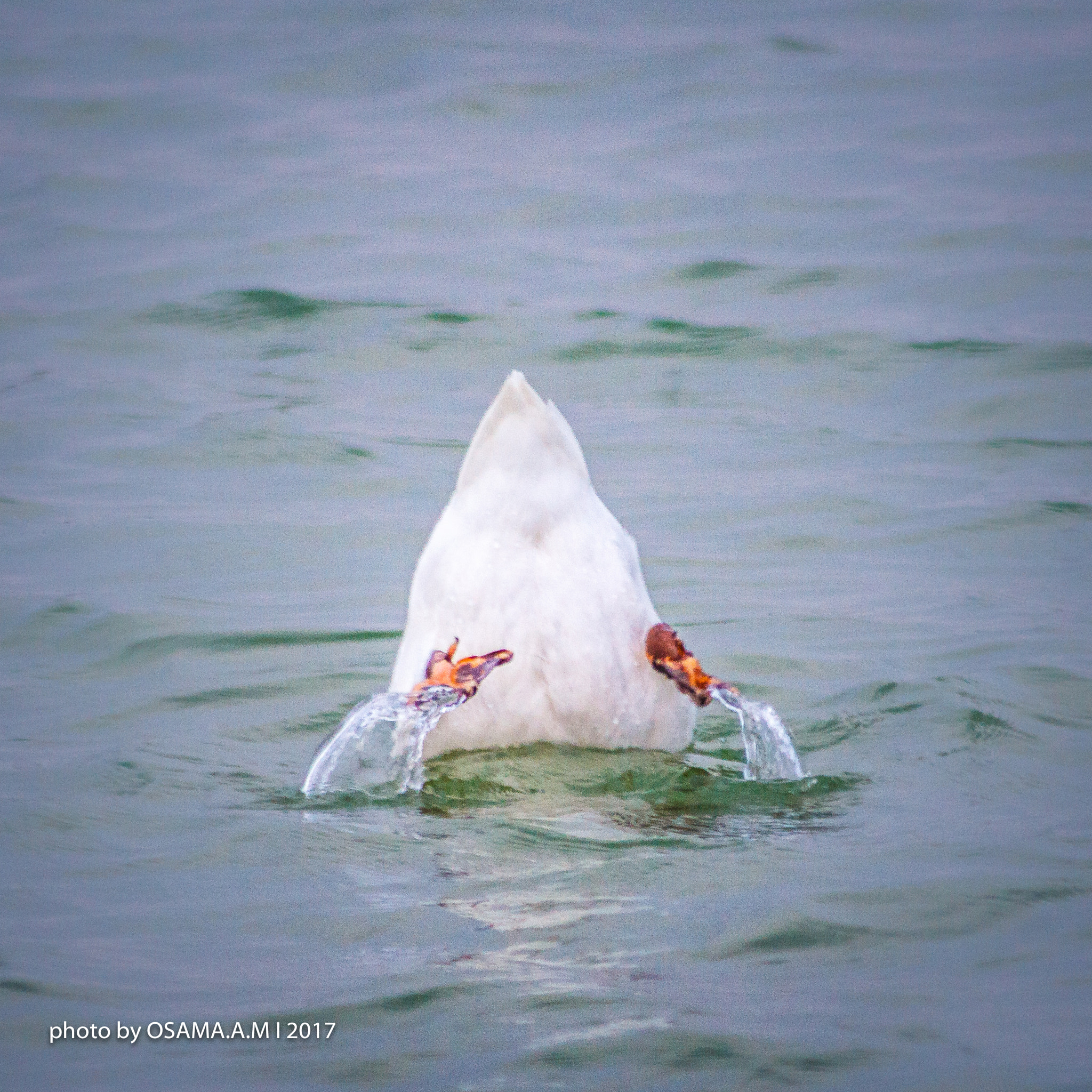 Canon EOS 60D sample photo. Aqudra lake photography