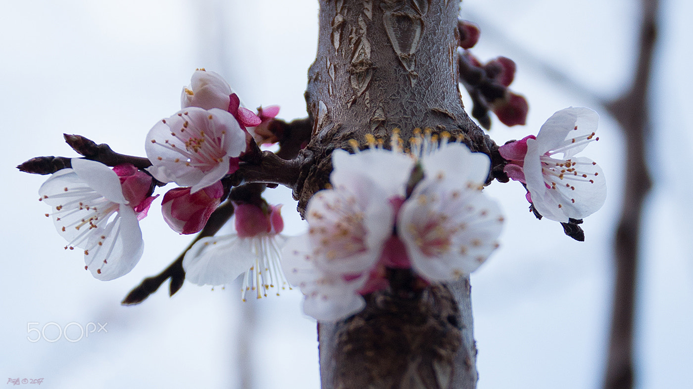 Canon EOS 70D + Sigma 17-70mm F2.8-4 DC Macro OS HSM sample photo. Flower of apricot tree photography