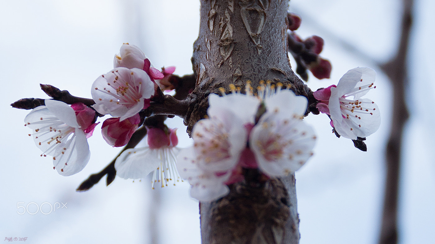 Sigma 17-70mm F2.8-4 DC Macro OS HSM sample photo. Flower of apricot tree photography