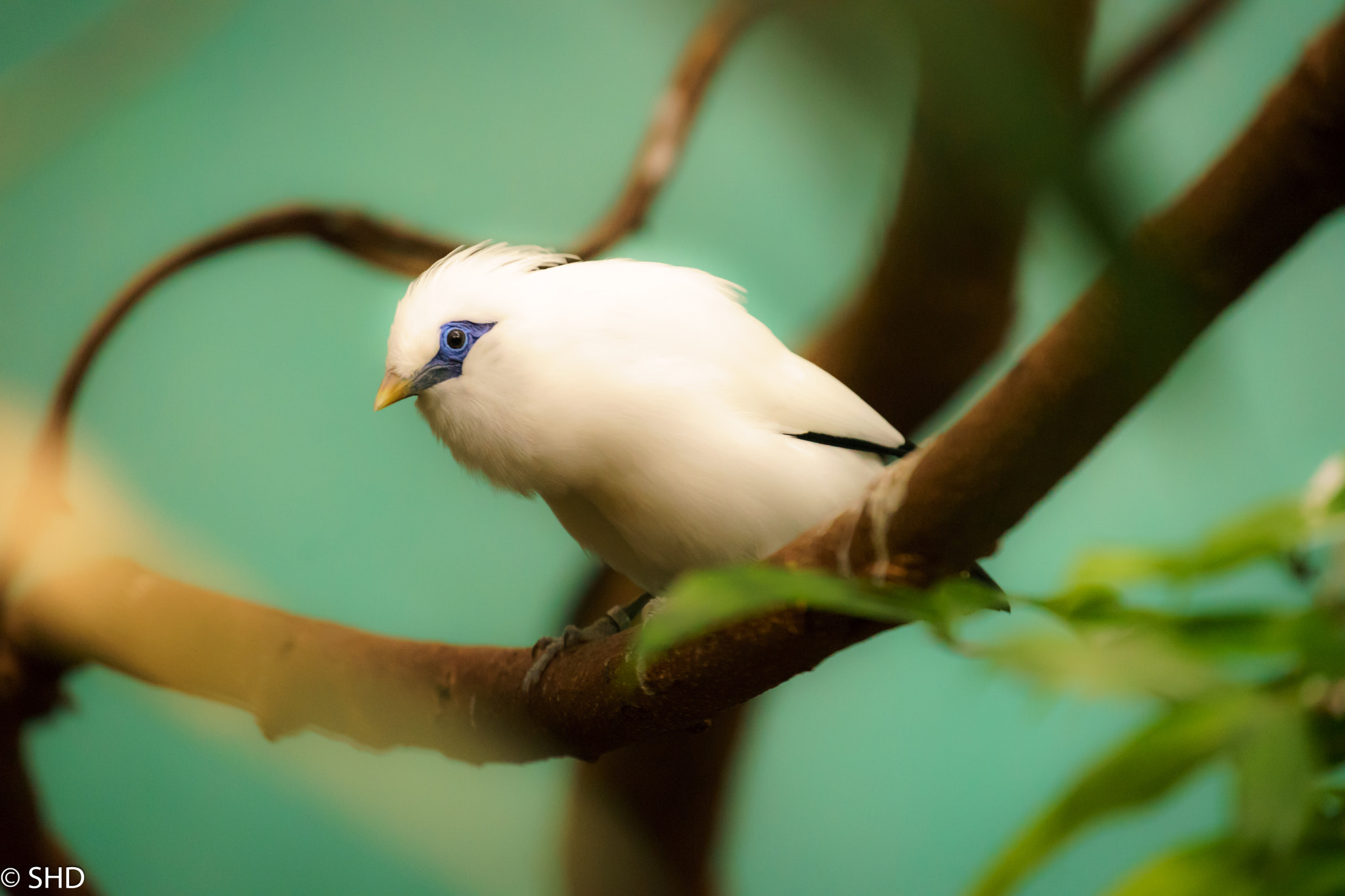 Canon EF 70-300mm F4-5.6L IS USM sample photo. Bird photography