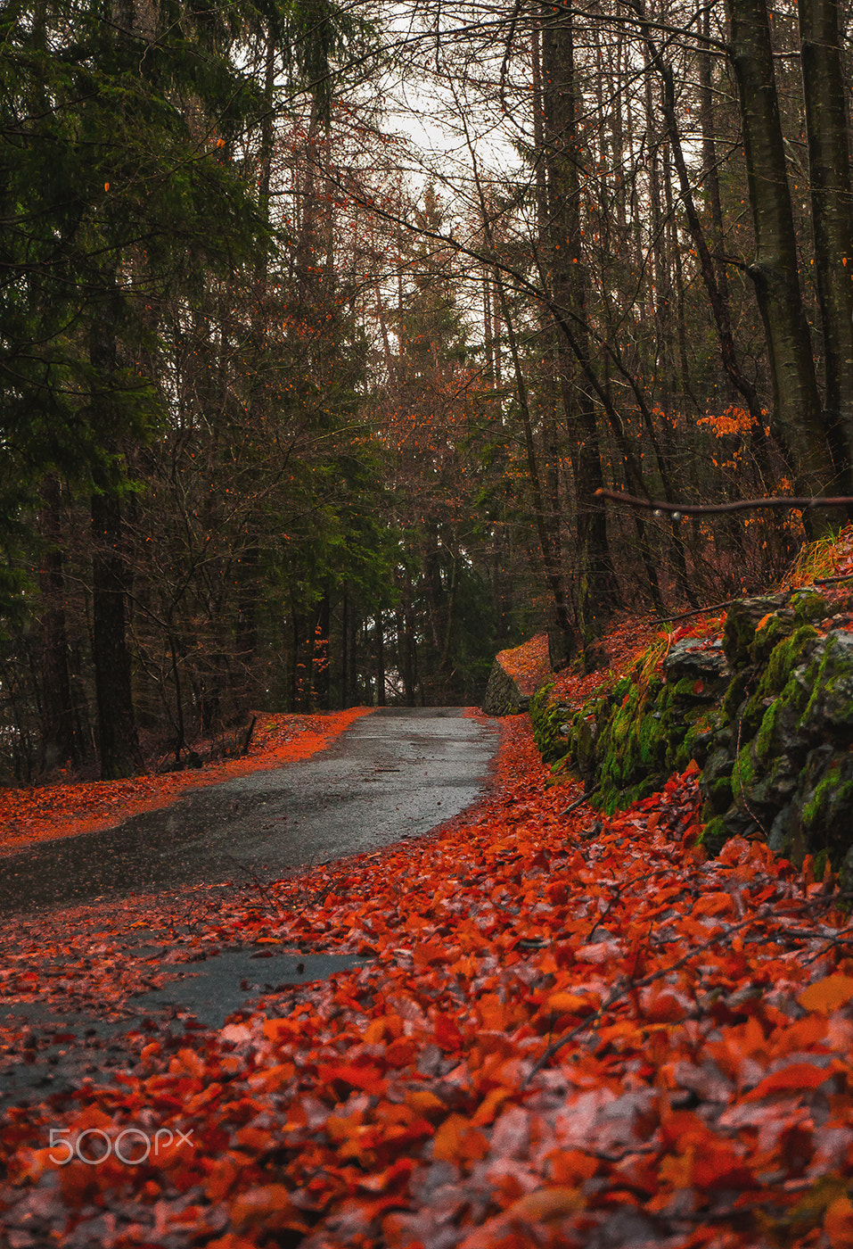 Sony Alpha NEX-6 sample photo. Foglie d'autunno photography