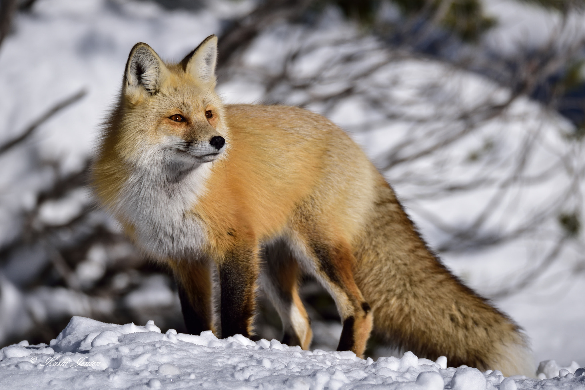 Nikon D750 sample photo. She's a fox photography