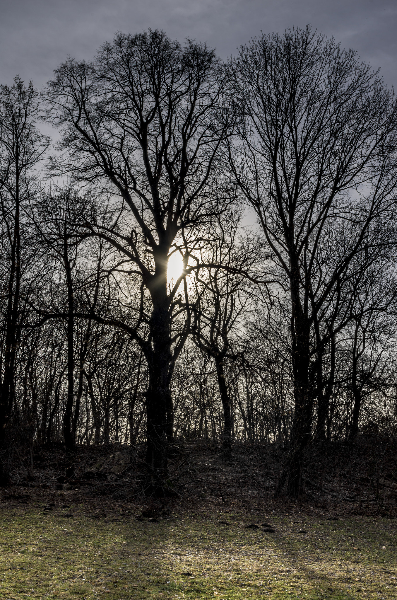 Pentax K-5 sample photo. Shining trees photography