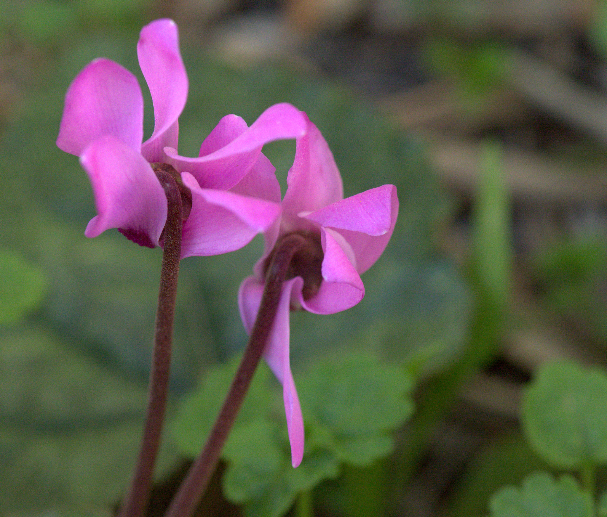 Nikon AF-S Micro-Nikkor 105mm F2.8G IF-ED VR sample photo. Cyclamen persicum photography