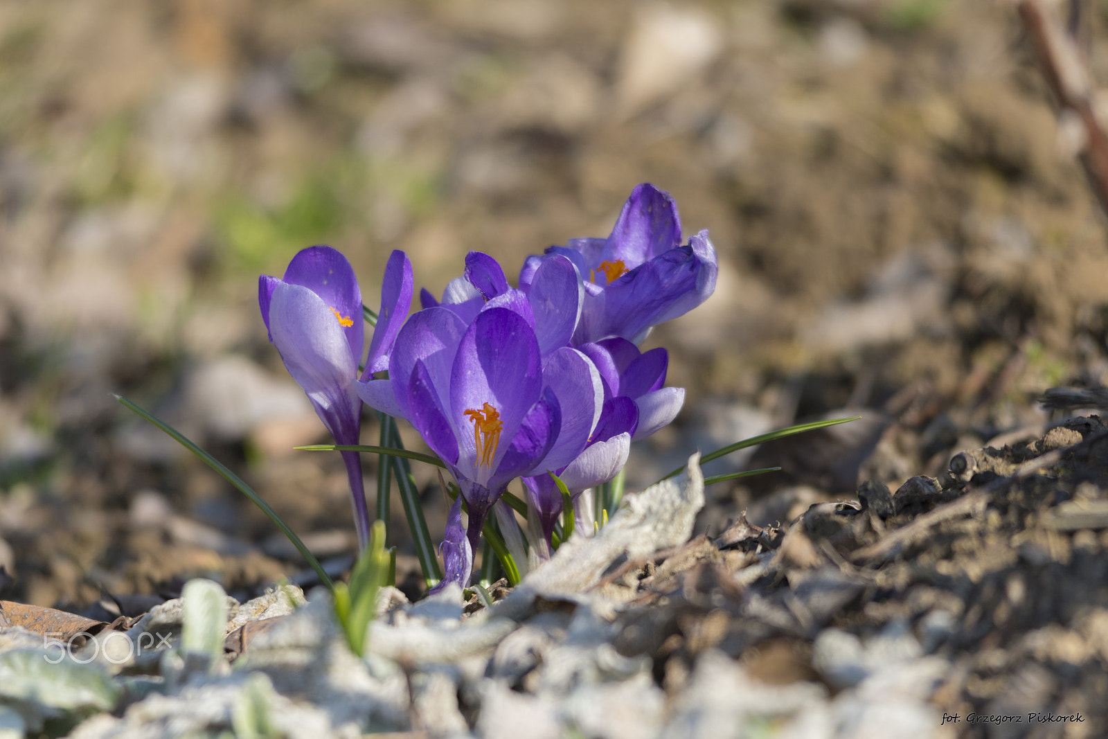 Nikon D610 + Sigma 150-500mm F5-6.3 DG OS HSM sample photo. Crocus photography