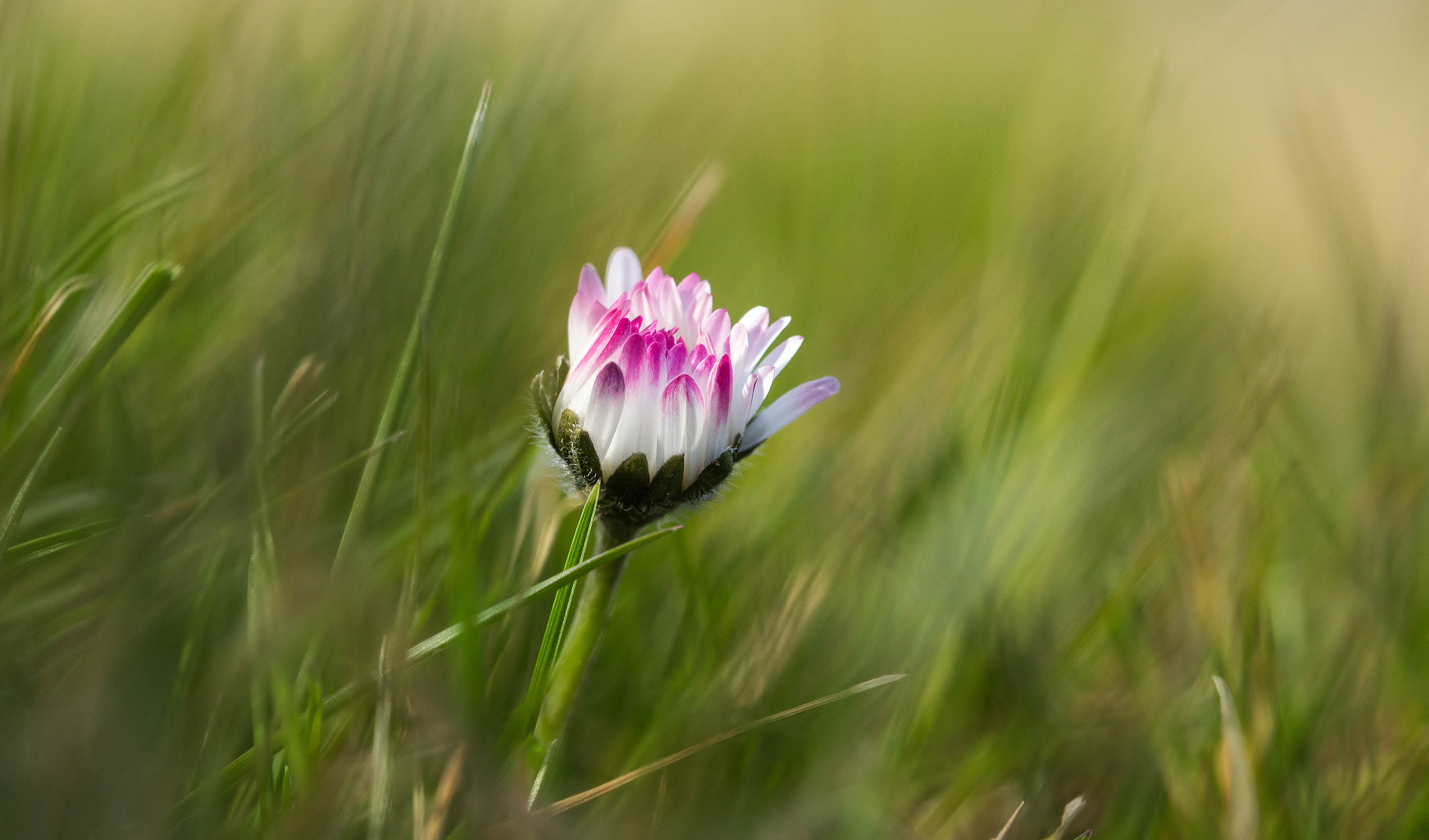 Sigma 105mm F2.8 EX DG OS HSM sample photo. Printemps photography